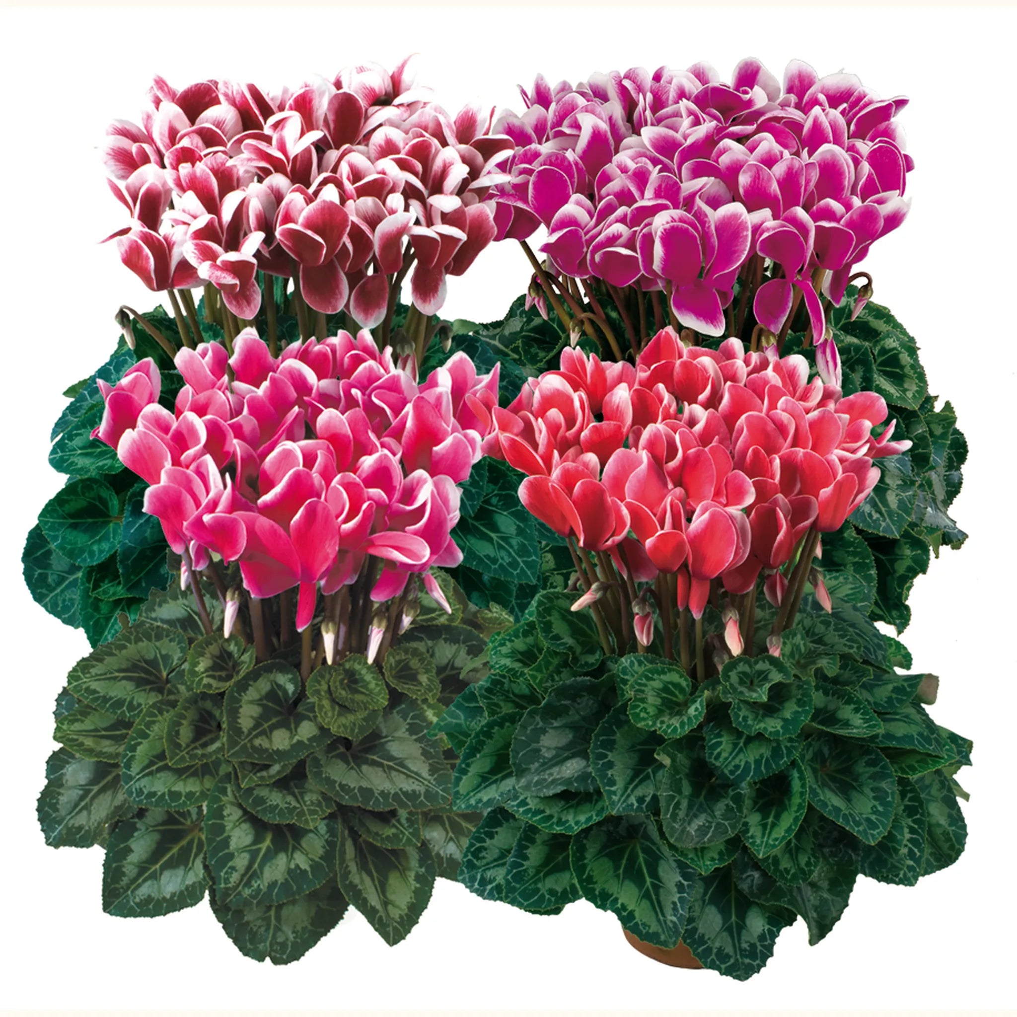 Latinia® FANTASIA® mix