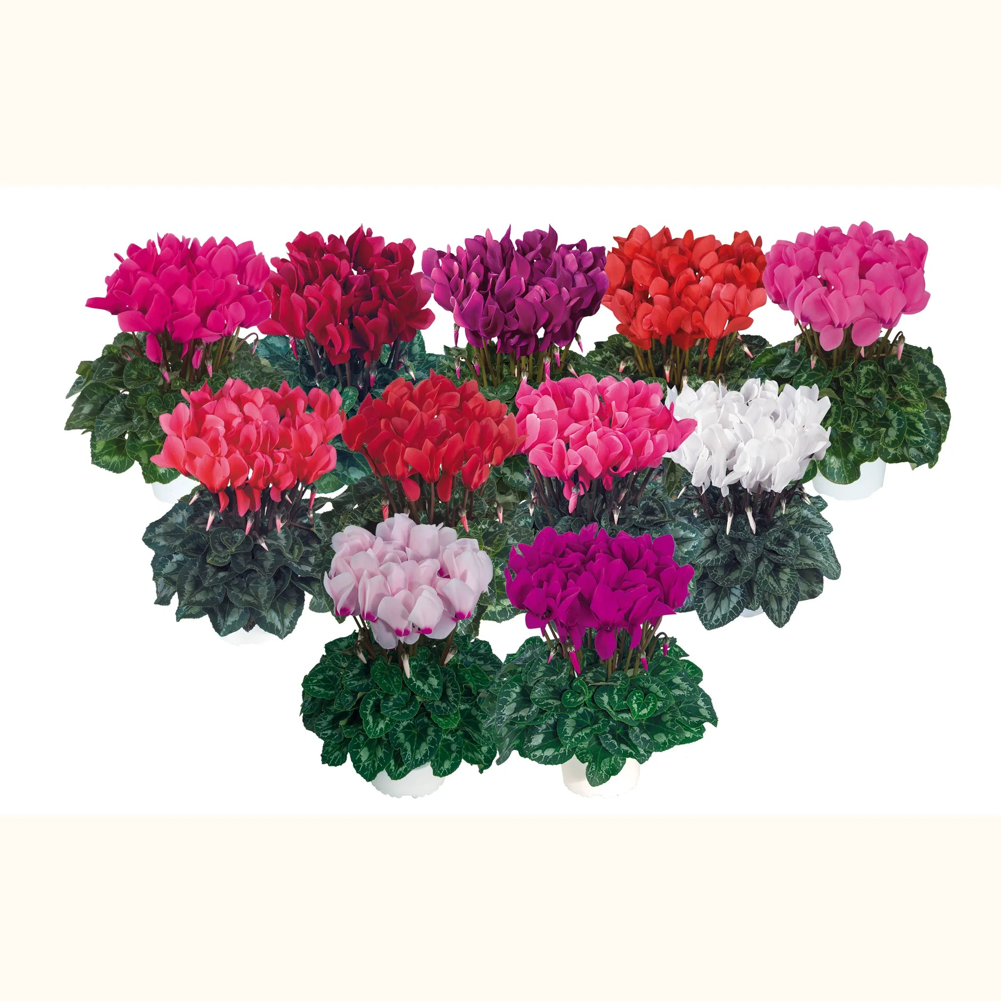 Latinia® SUCCESS® mix