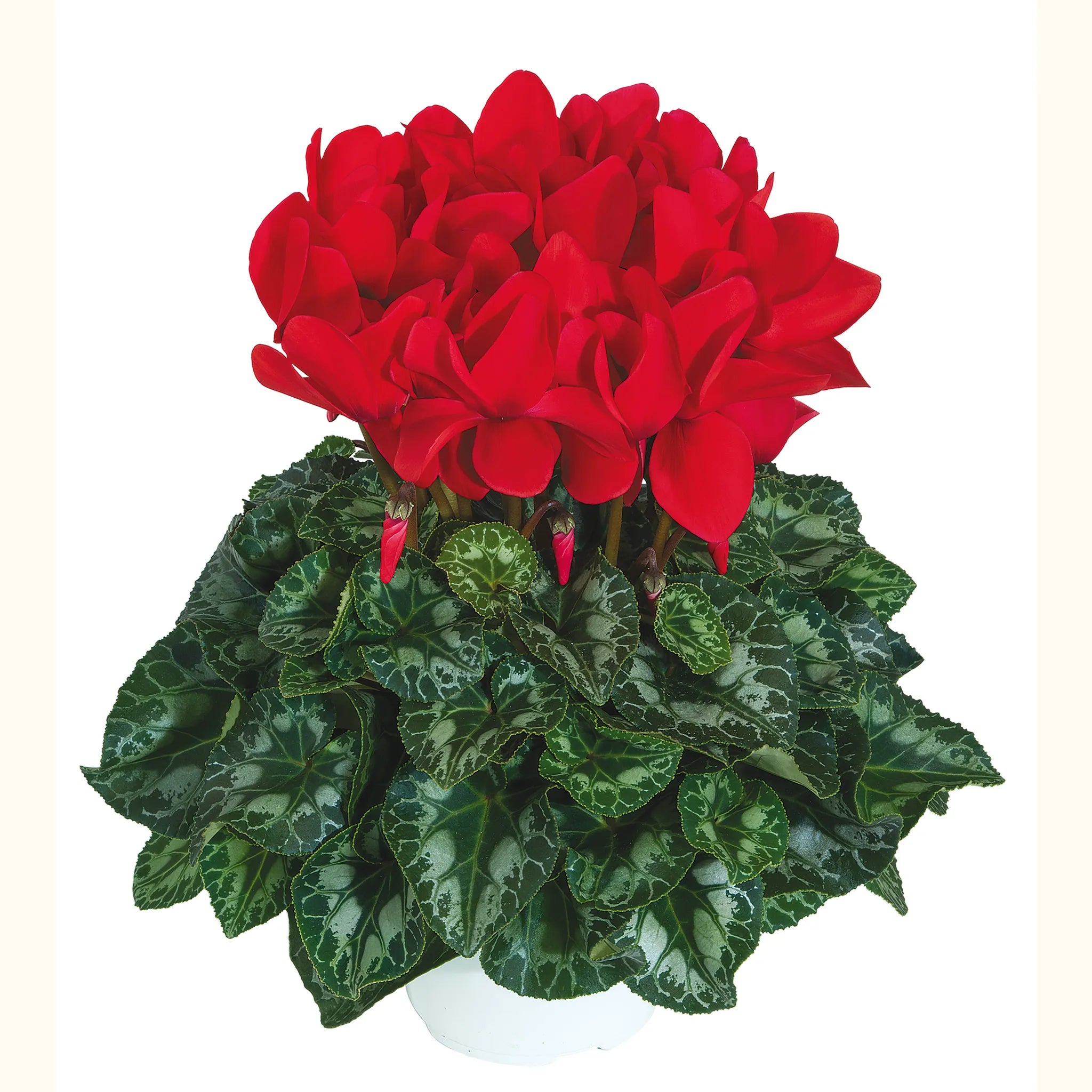 Halios® Red REBELLE®