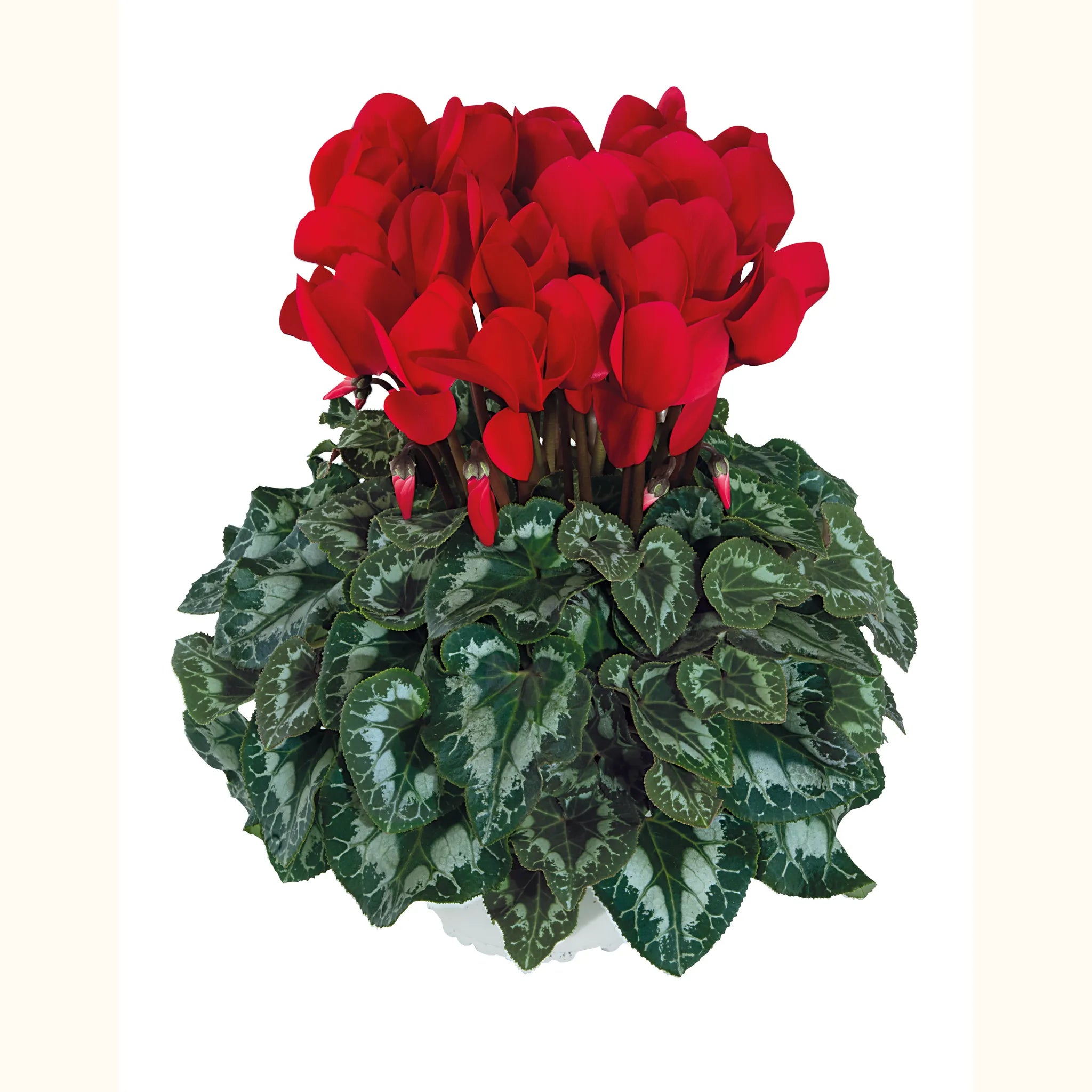 Halios® Scarlet red evolution