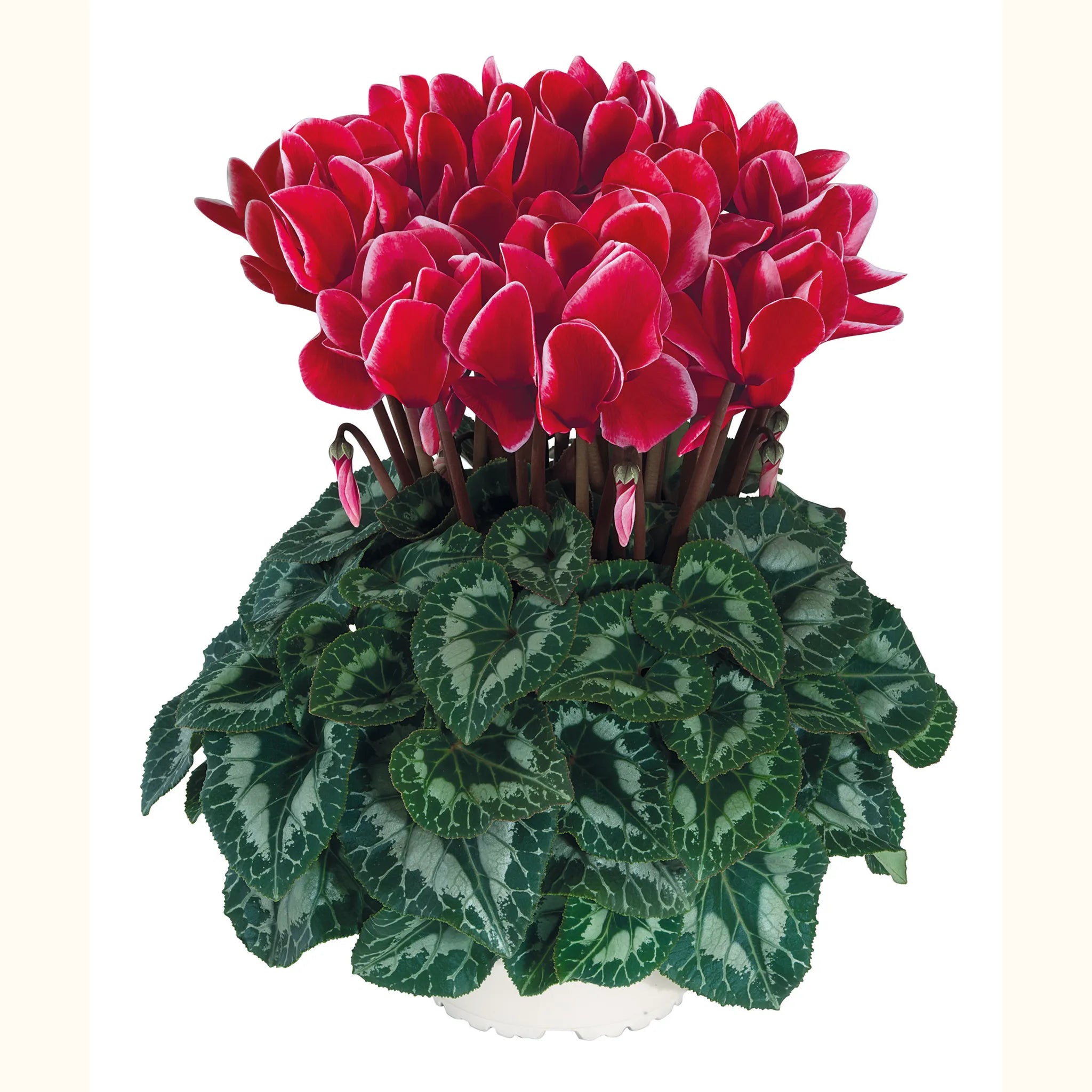 Halios® Red SATISFACTION®