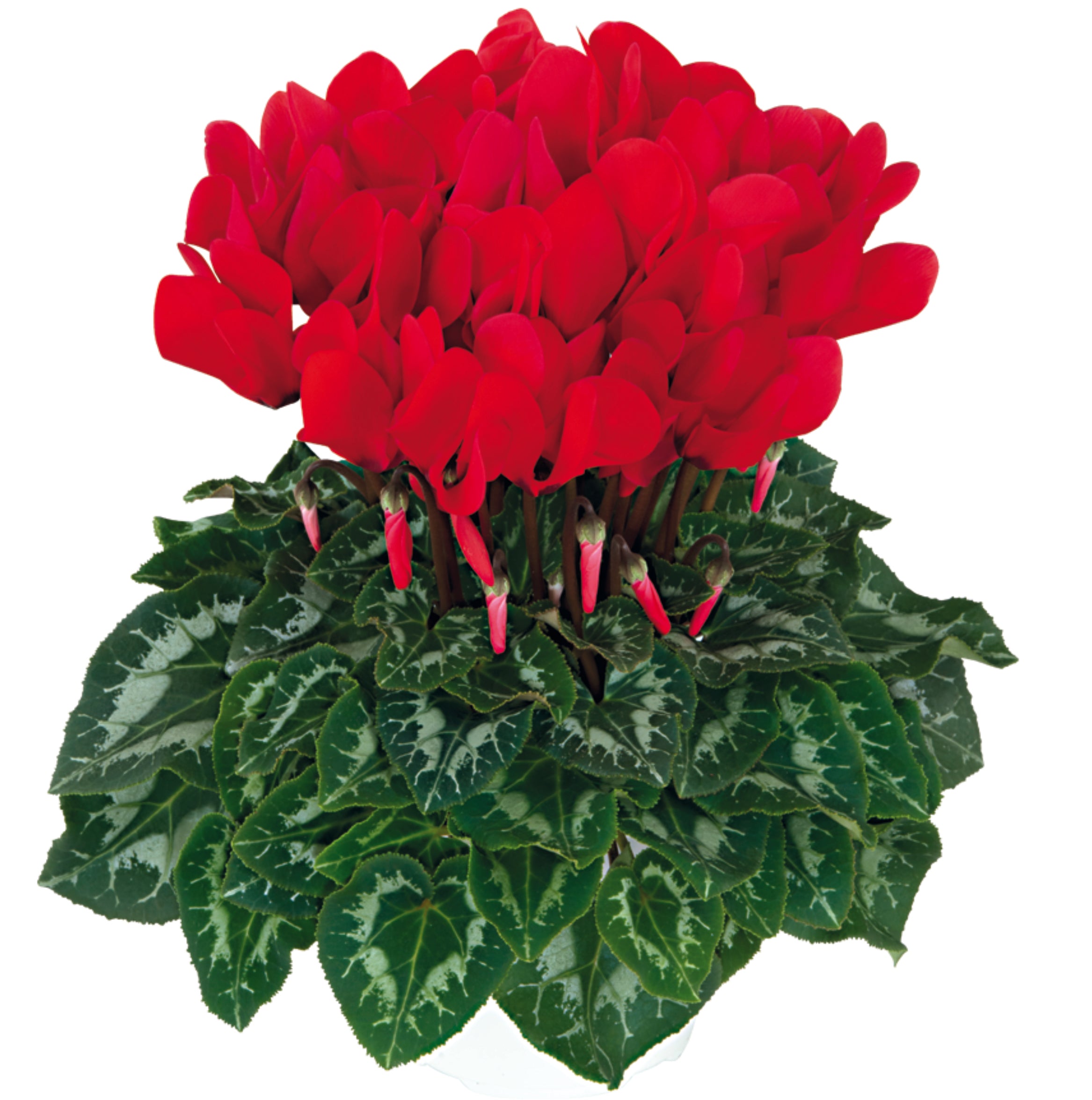 HALIOS® Bright scarlet