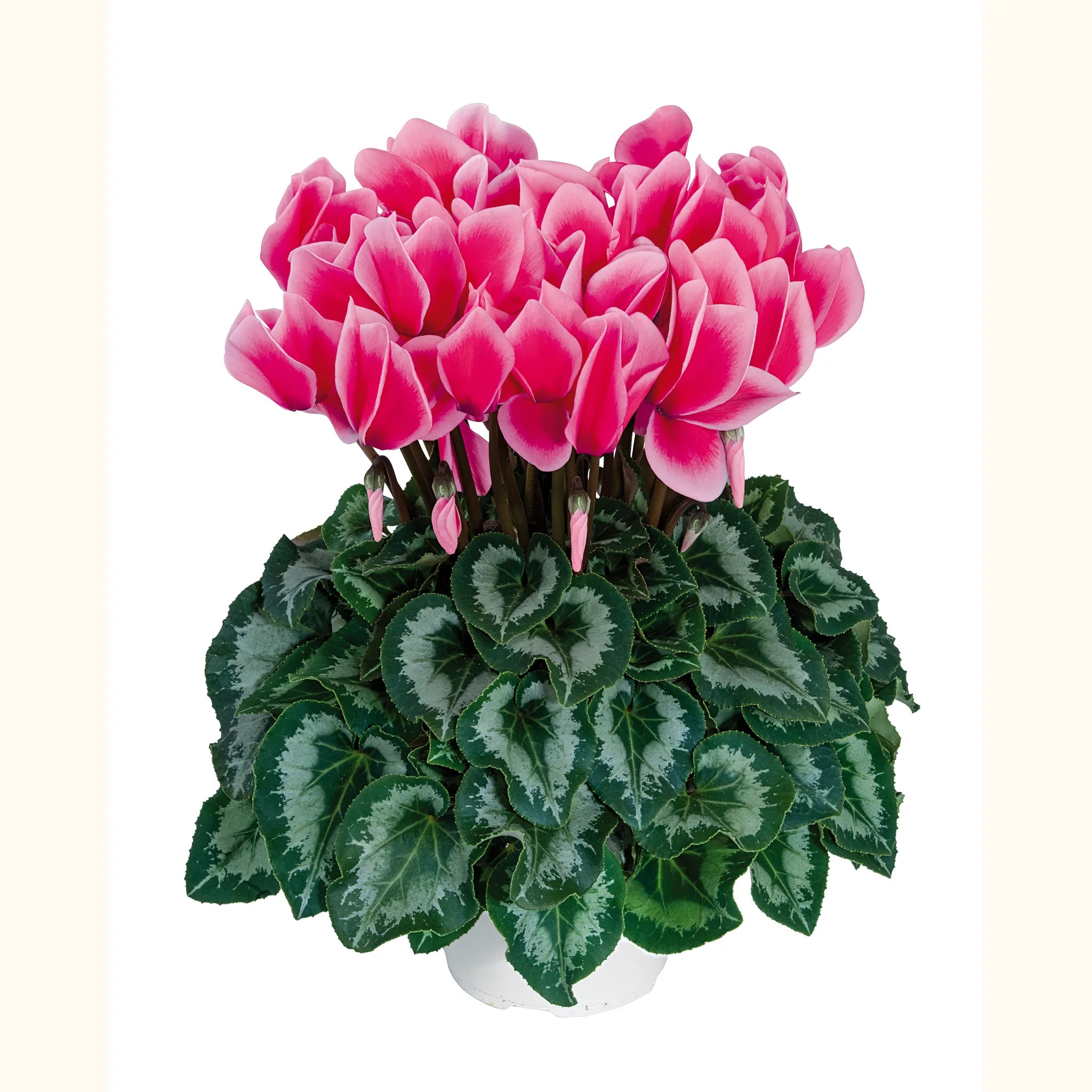 Halios® LITCHI® Rose