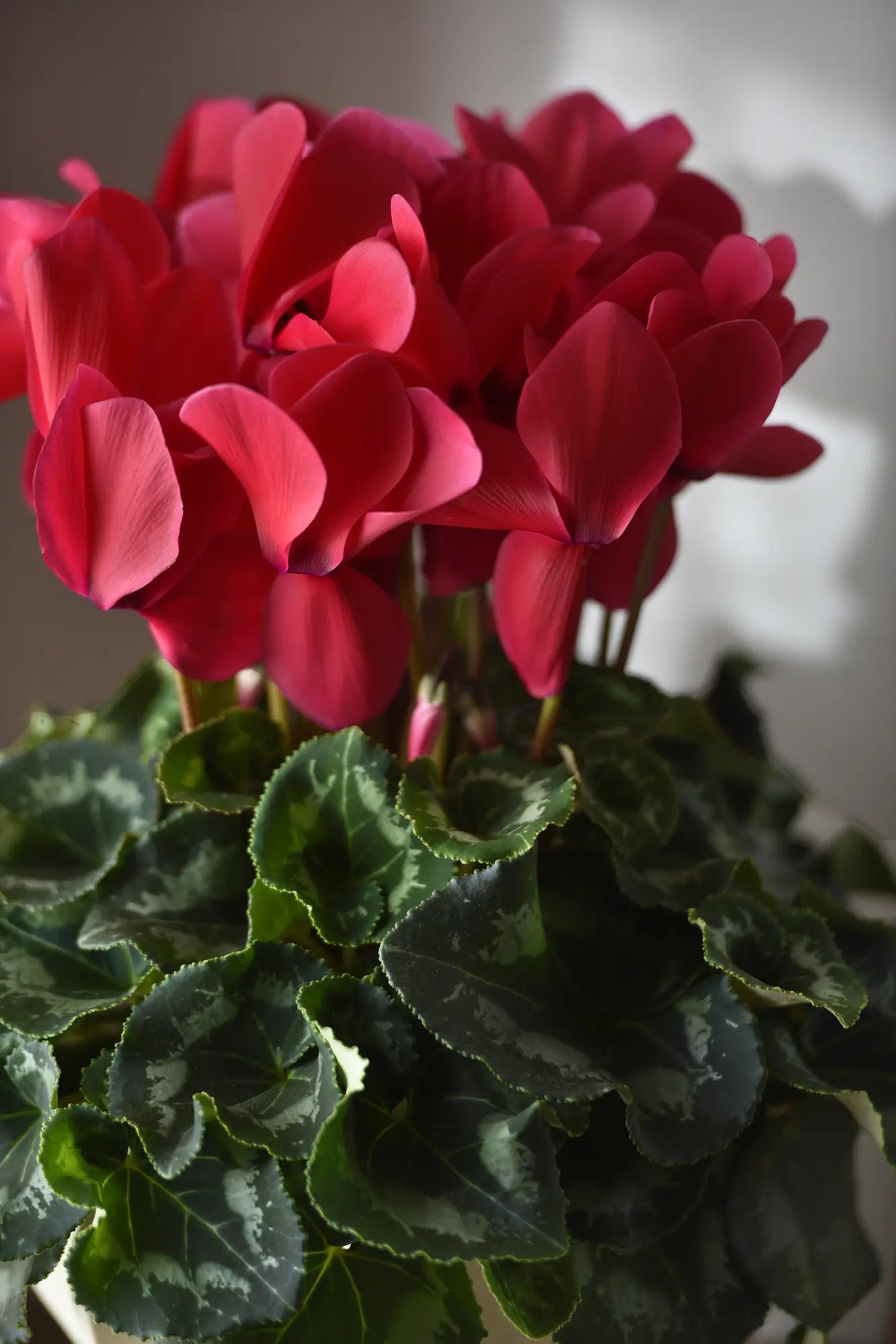 HALIOS® Deep rose evolution