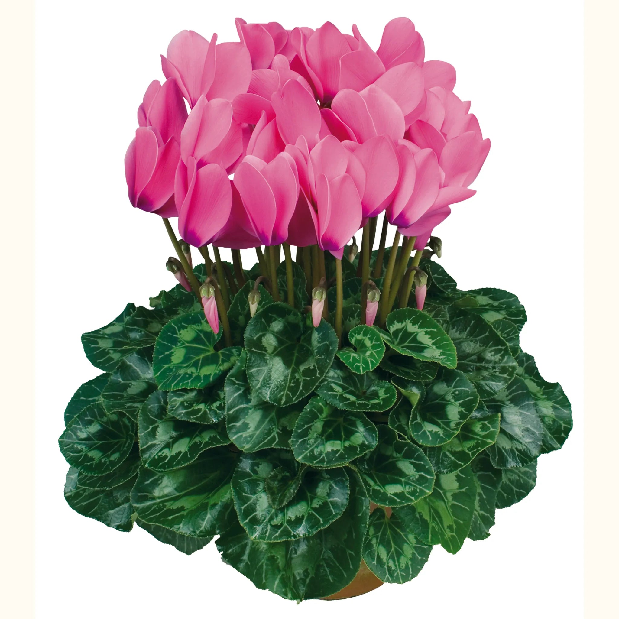 Halios® HD Bright rose