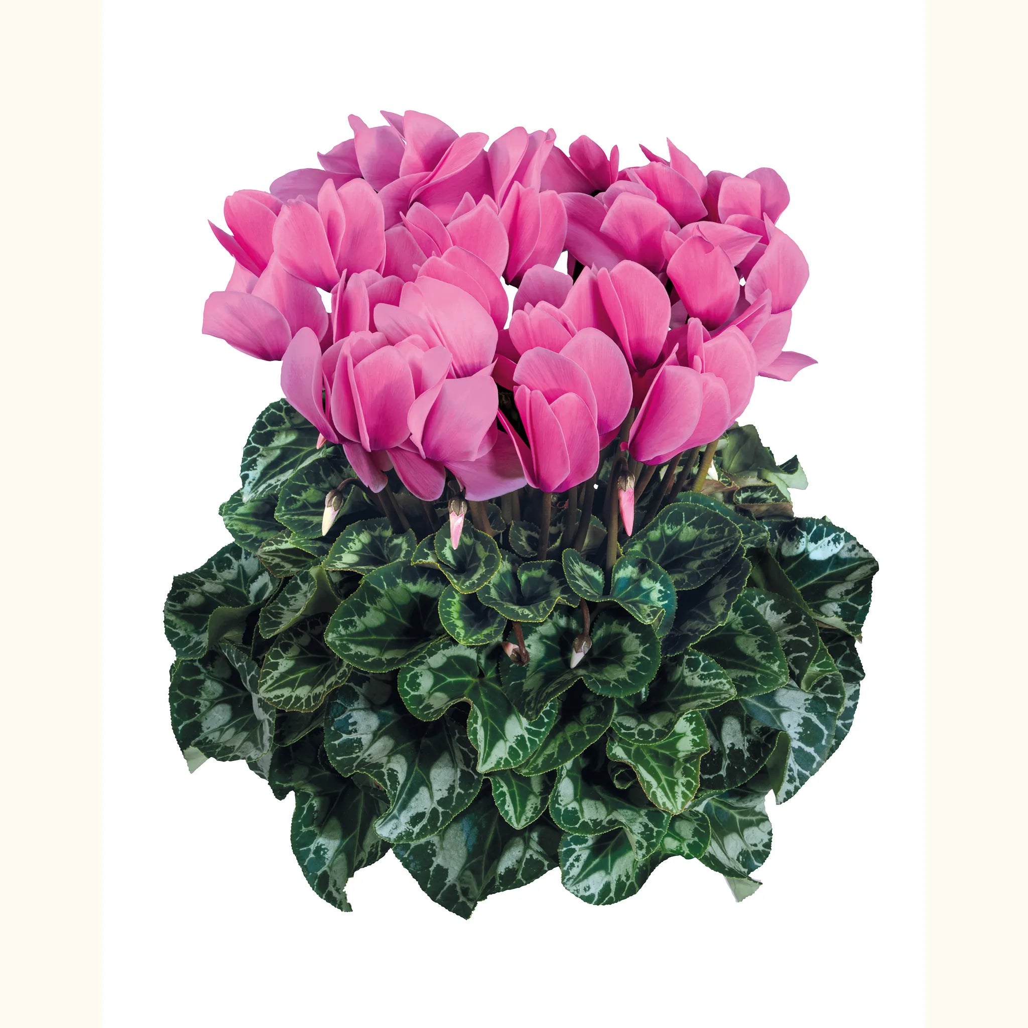 Halios® Light rose