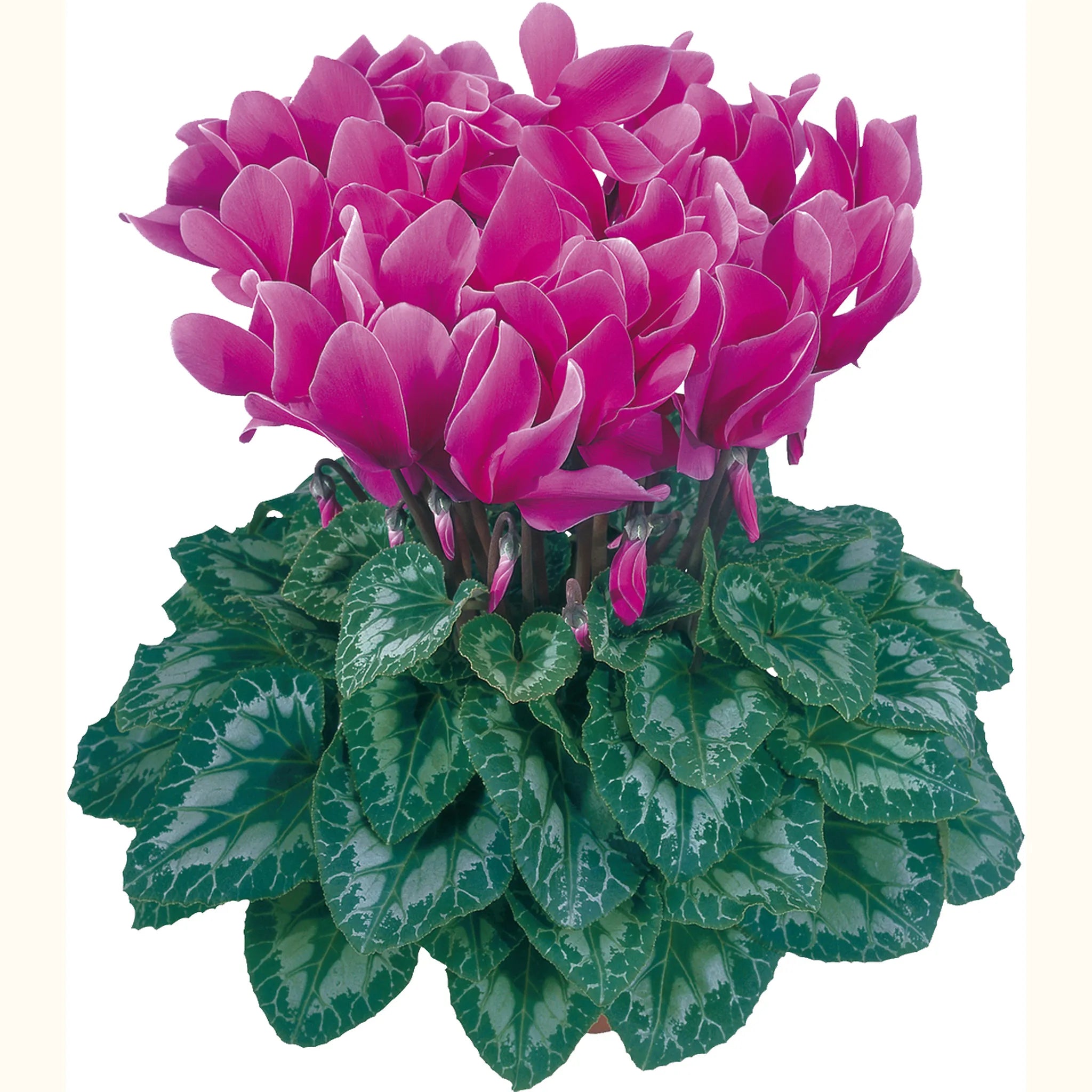 Halios® Light purple