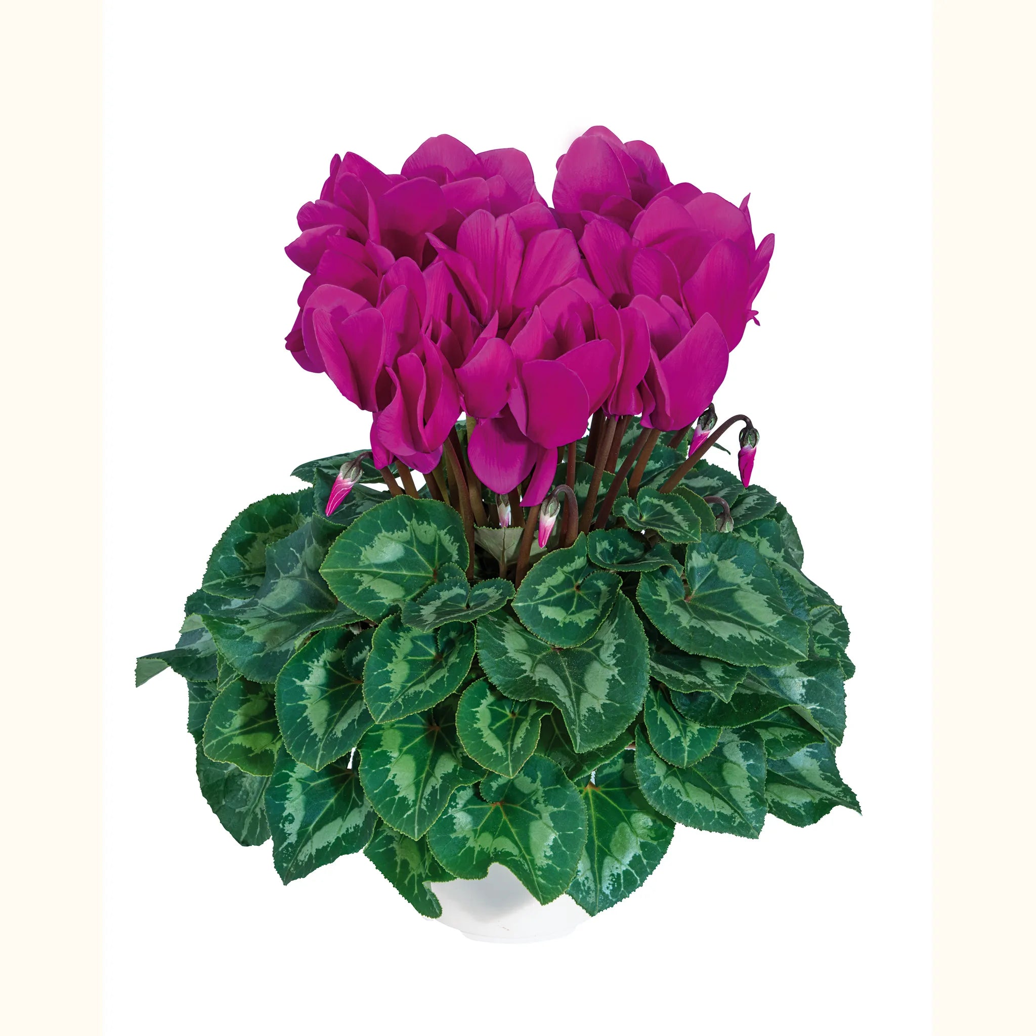 Halios® HD Bright purple