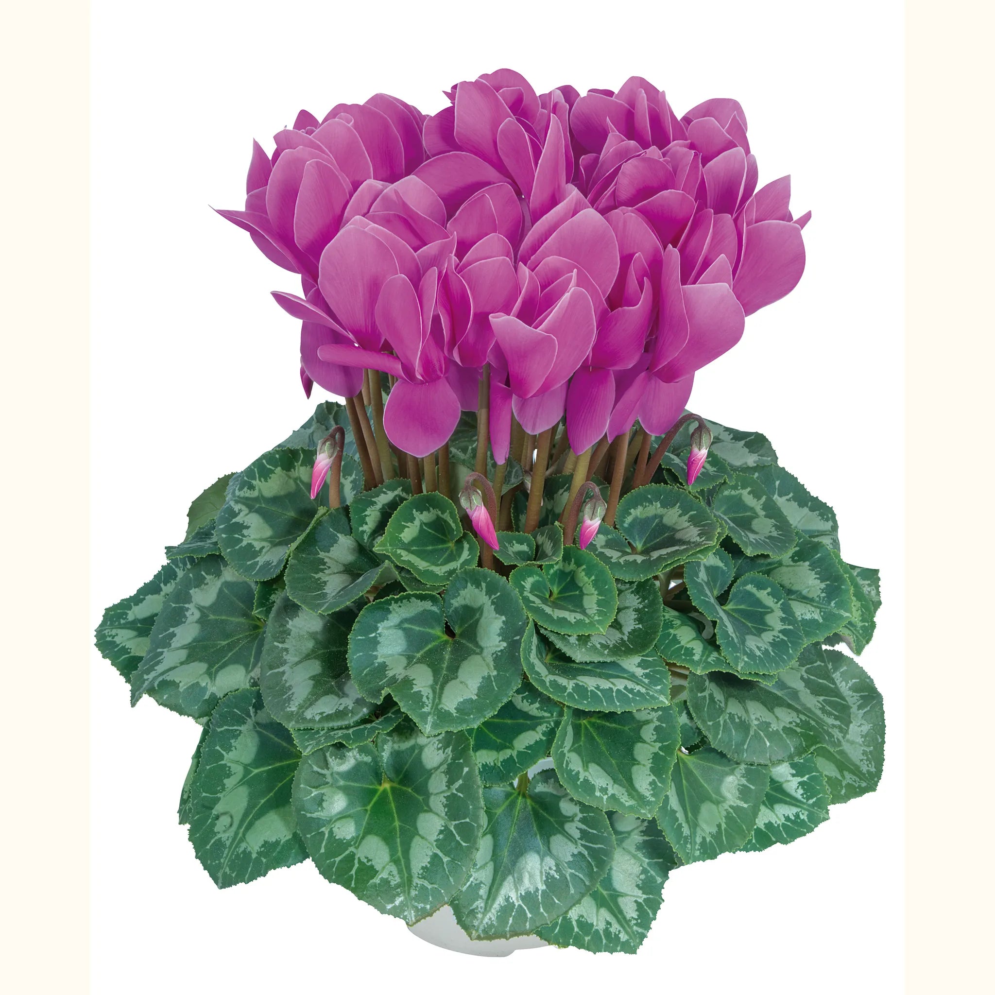 Halios® Lilac