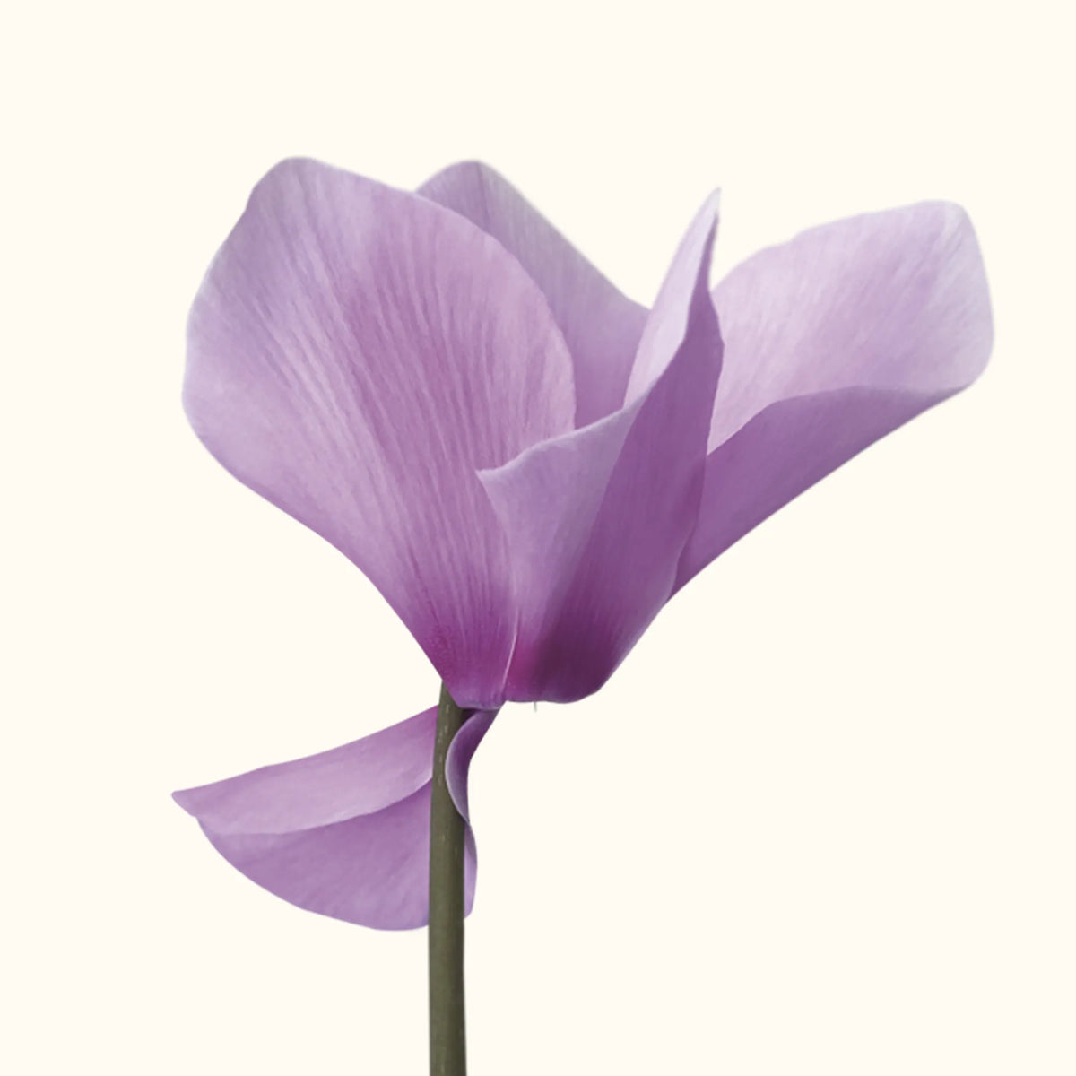CYCL_2103_img_flow_01.png