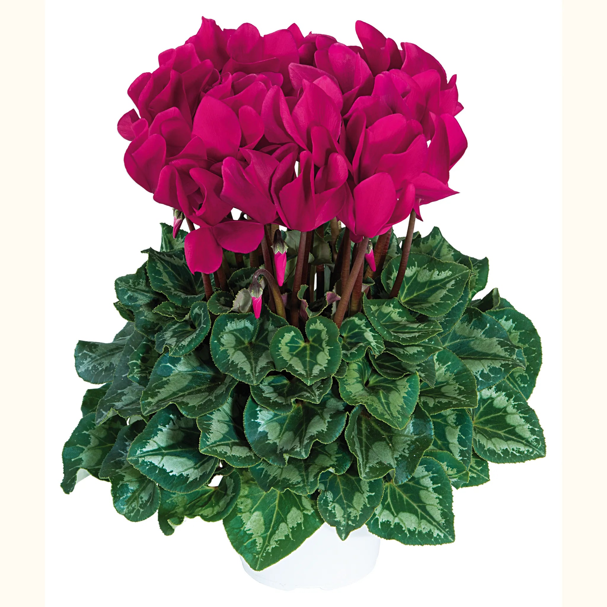 Halios® Magenta
