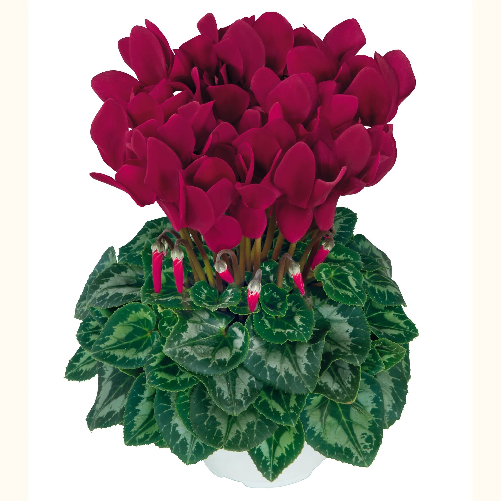 Halios® HD Deep magenta