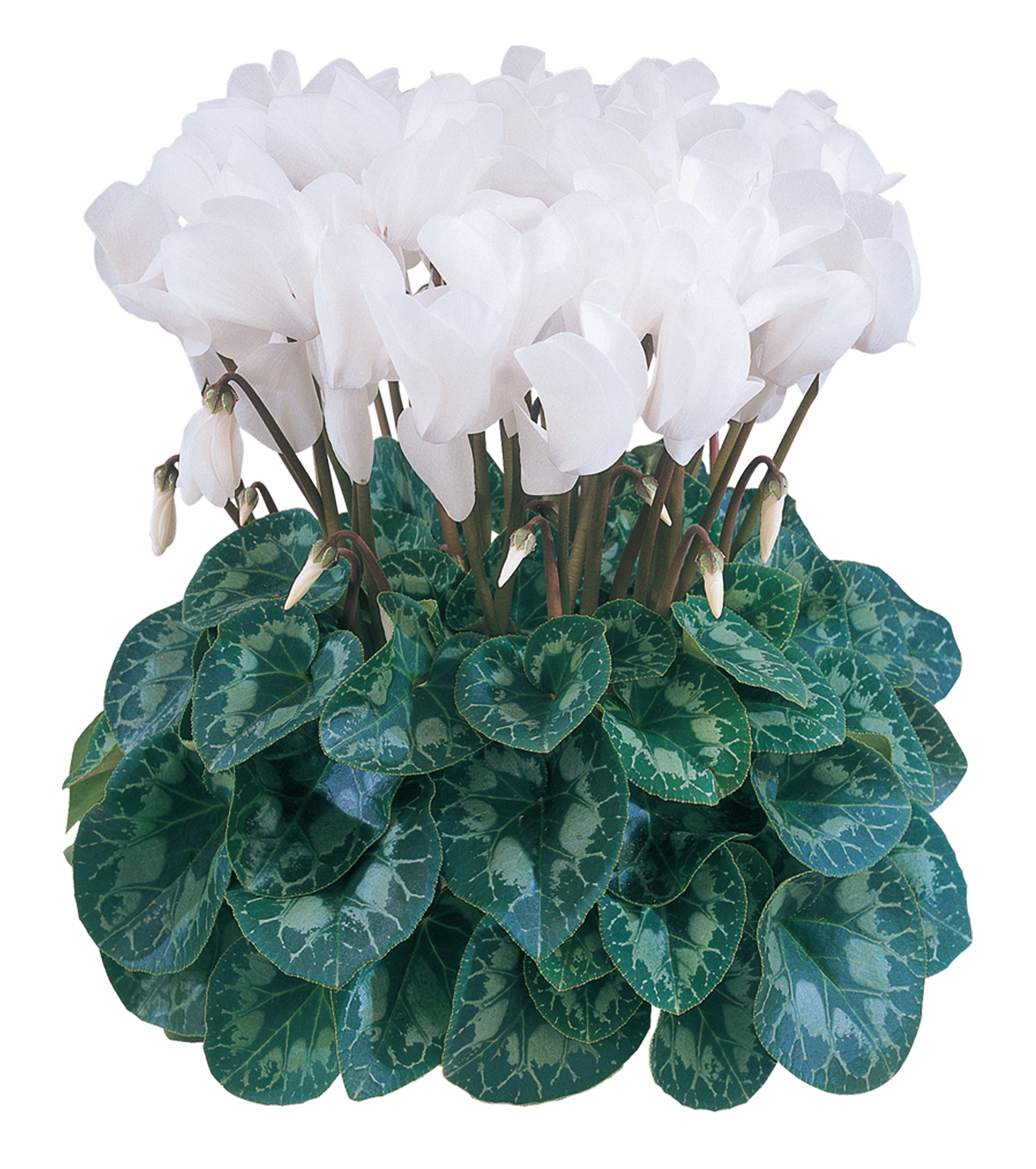 HALIOS® HD Pure white