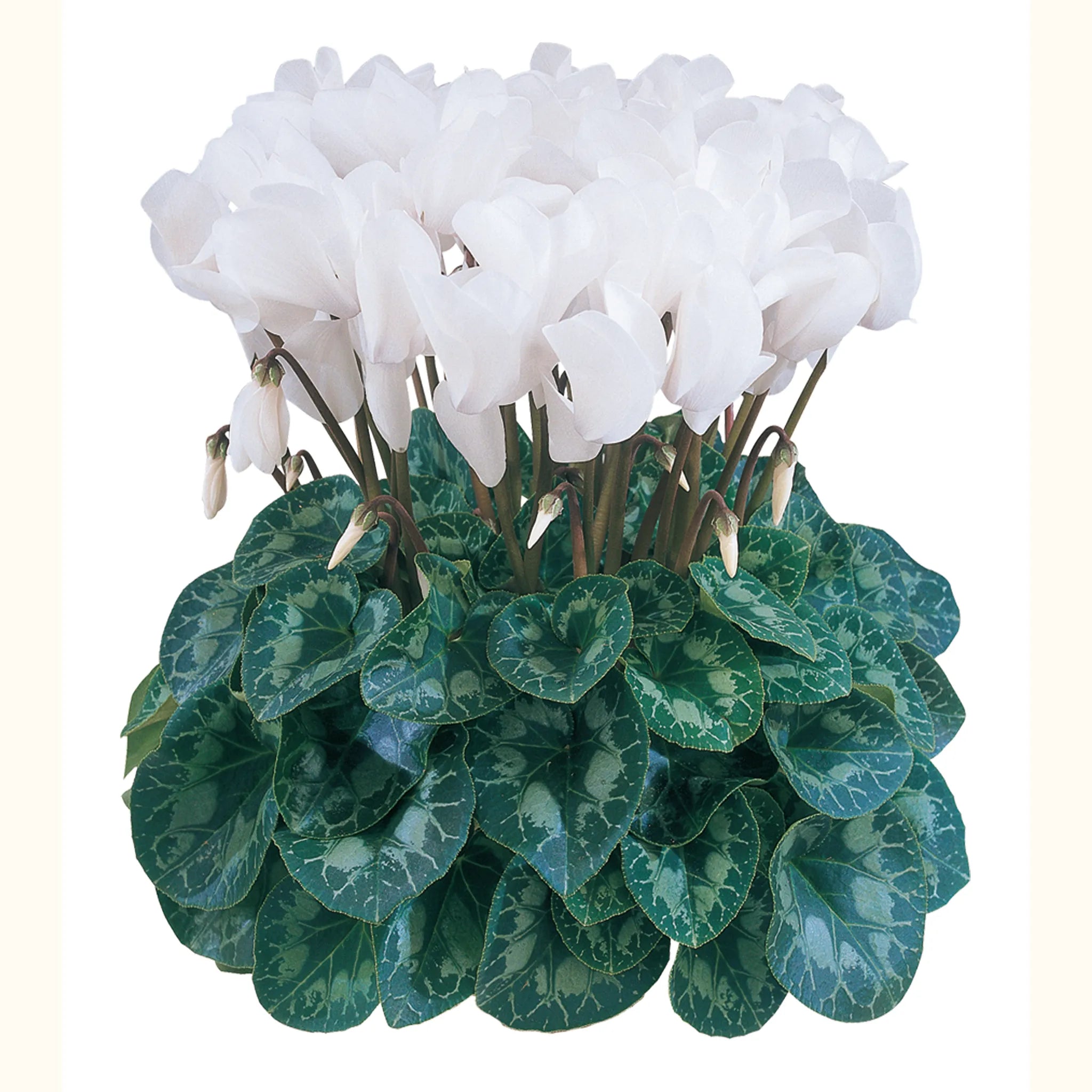 Halios® HD Pure white