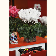 CYCL_2125_img_lstyle_01.jpg