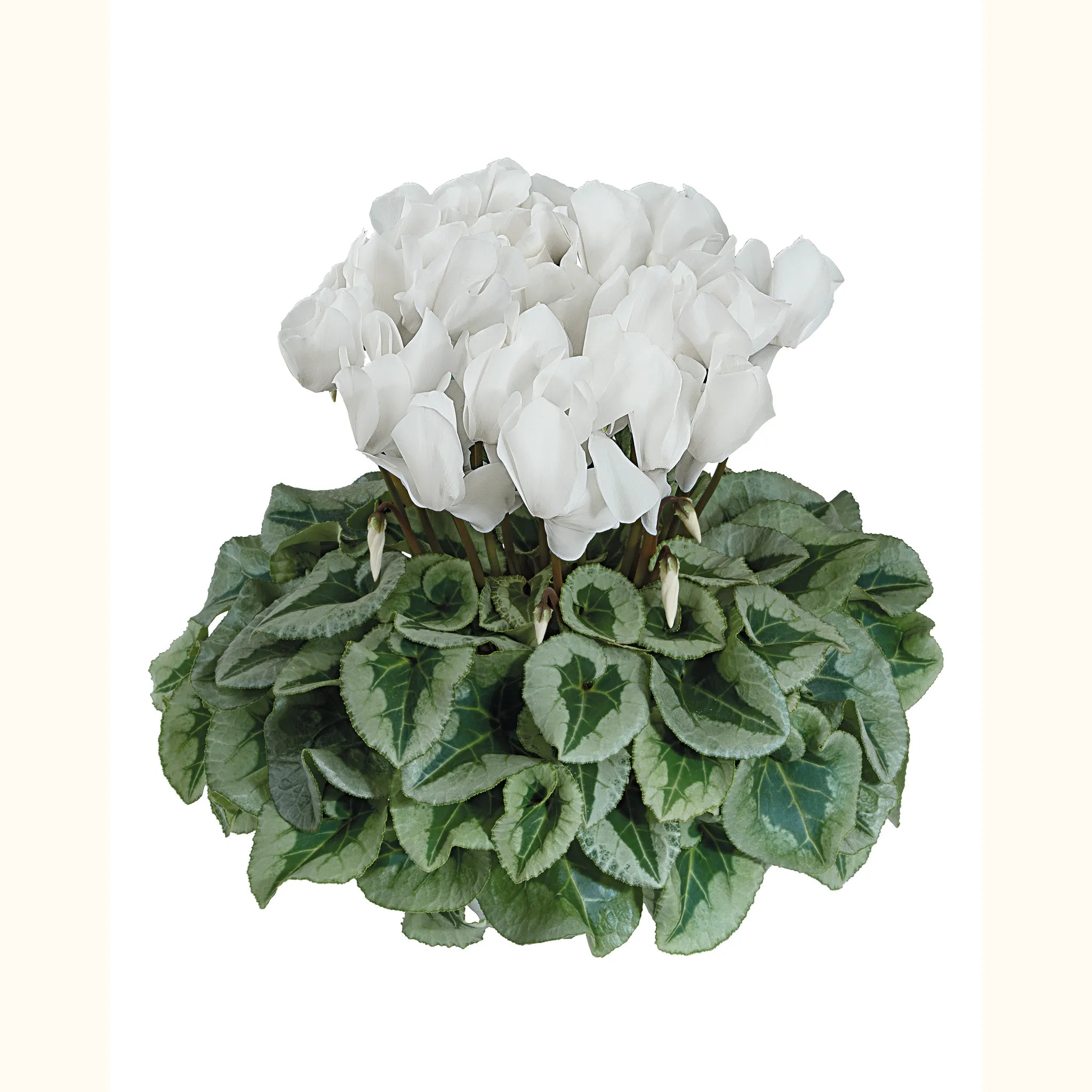 Halios® White silverleaf