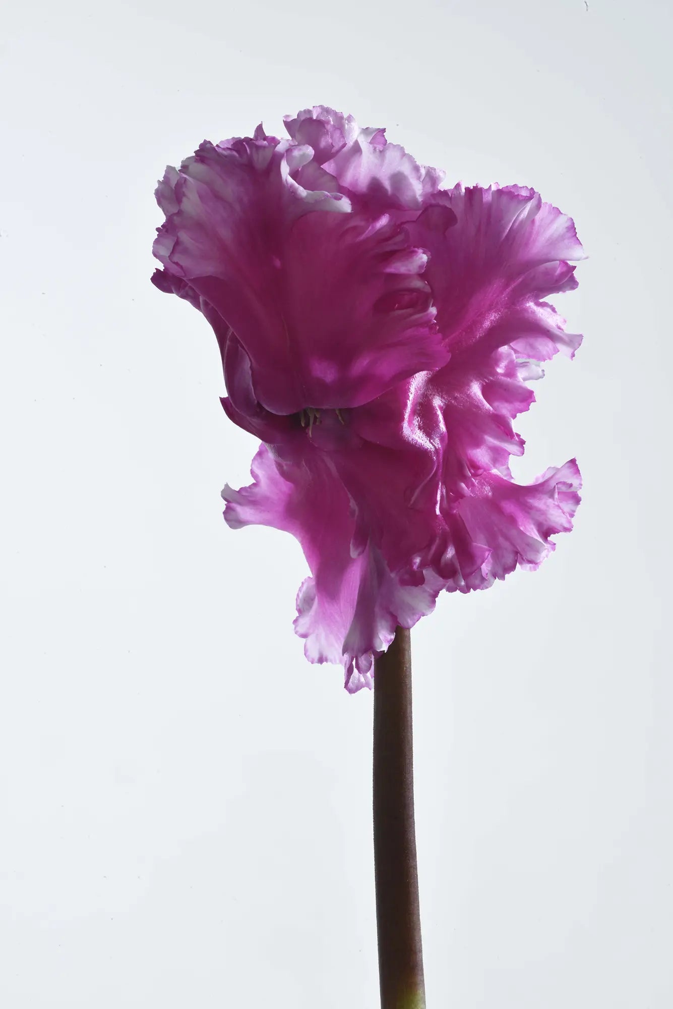 FRIOLA® Light purple
