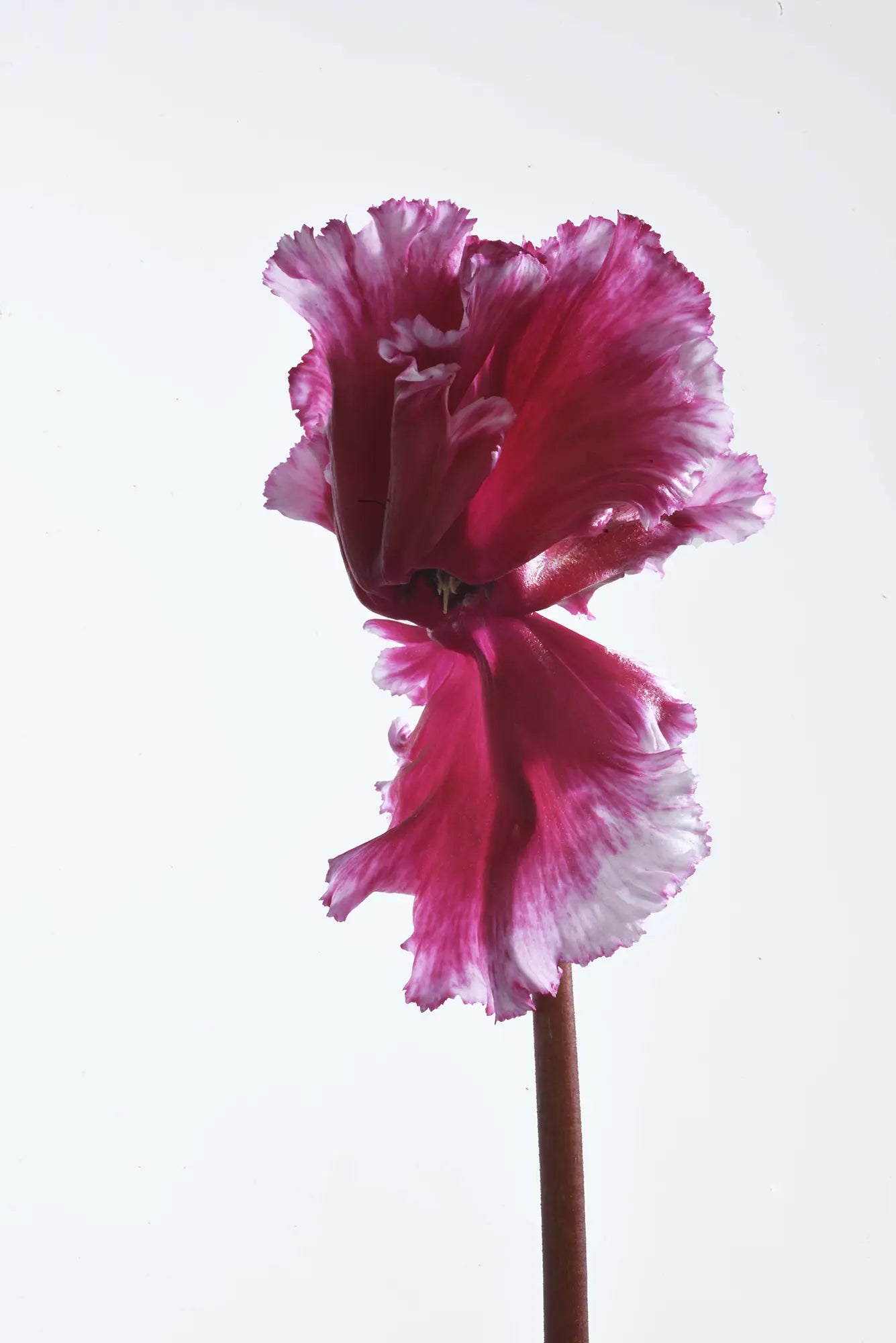 FRIOLA® Magenta