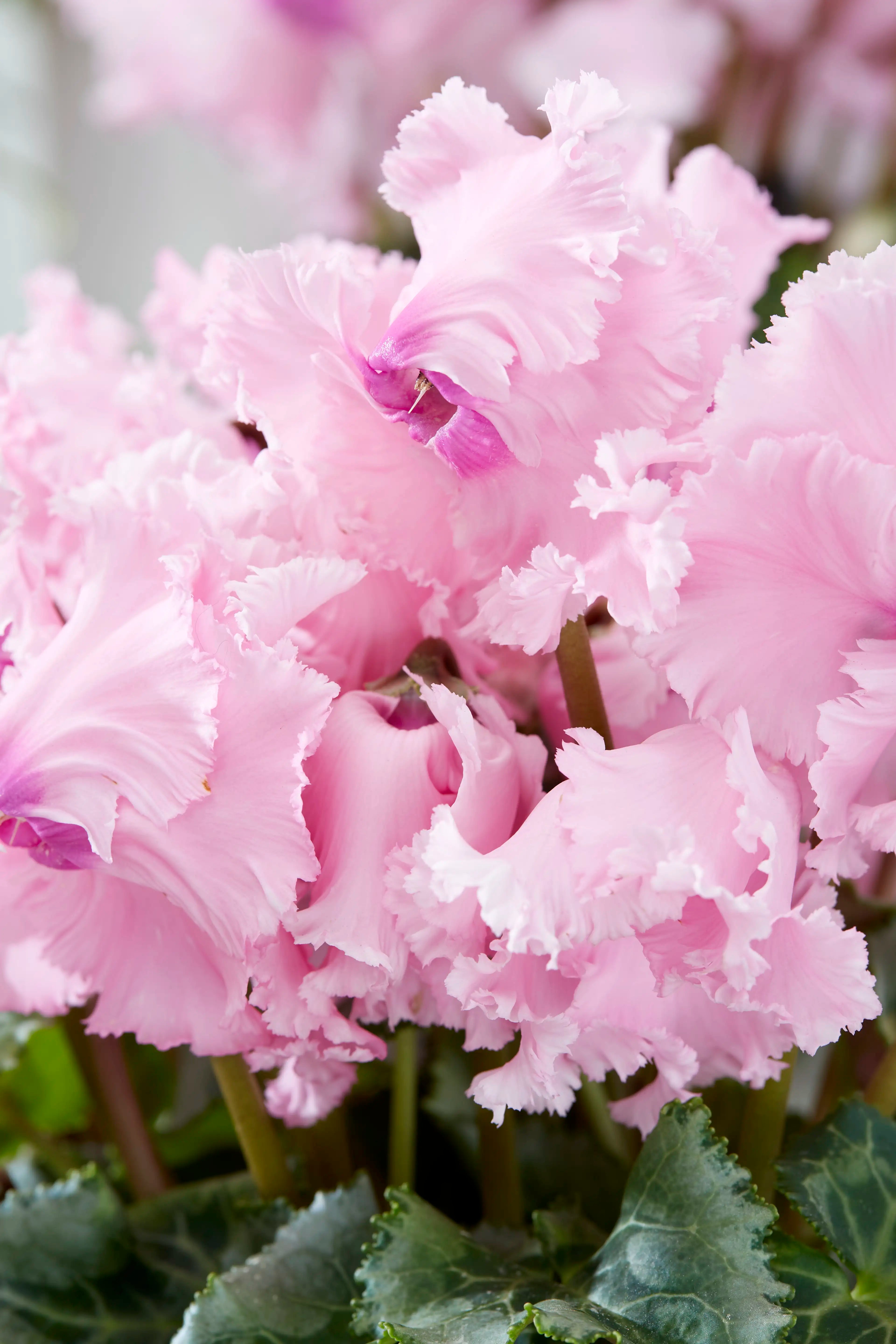 FALBALA® Rose