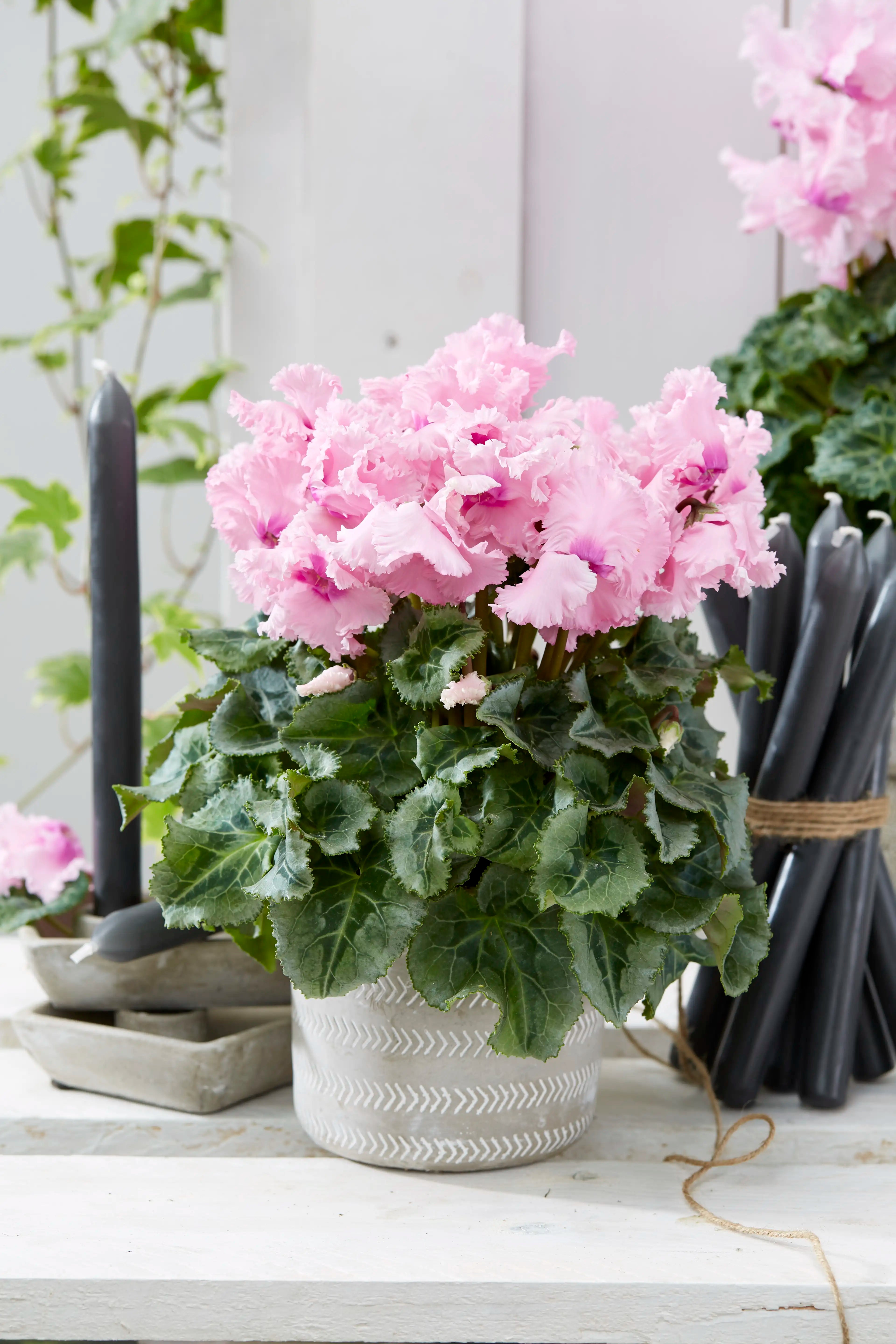 FALBALA® Rose