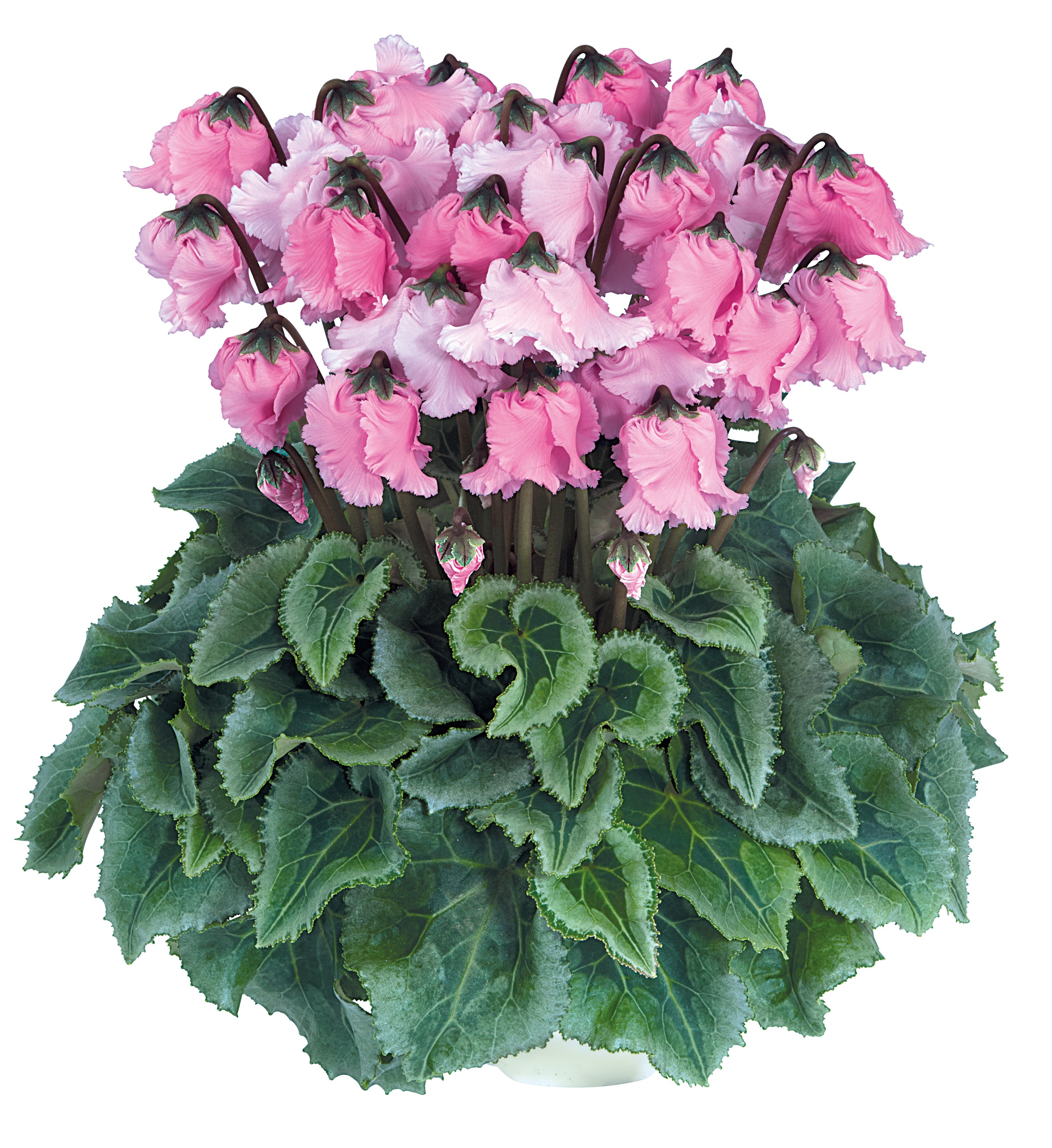 FALBALA® Rose
