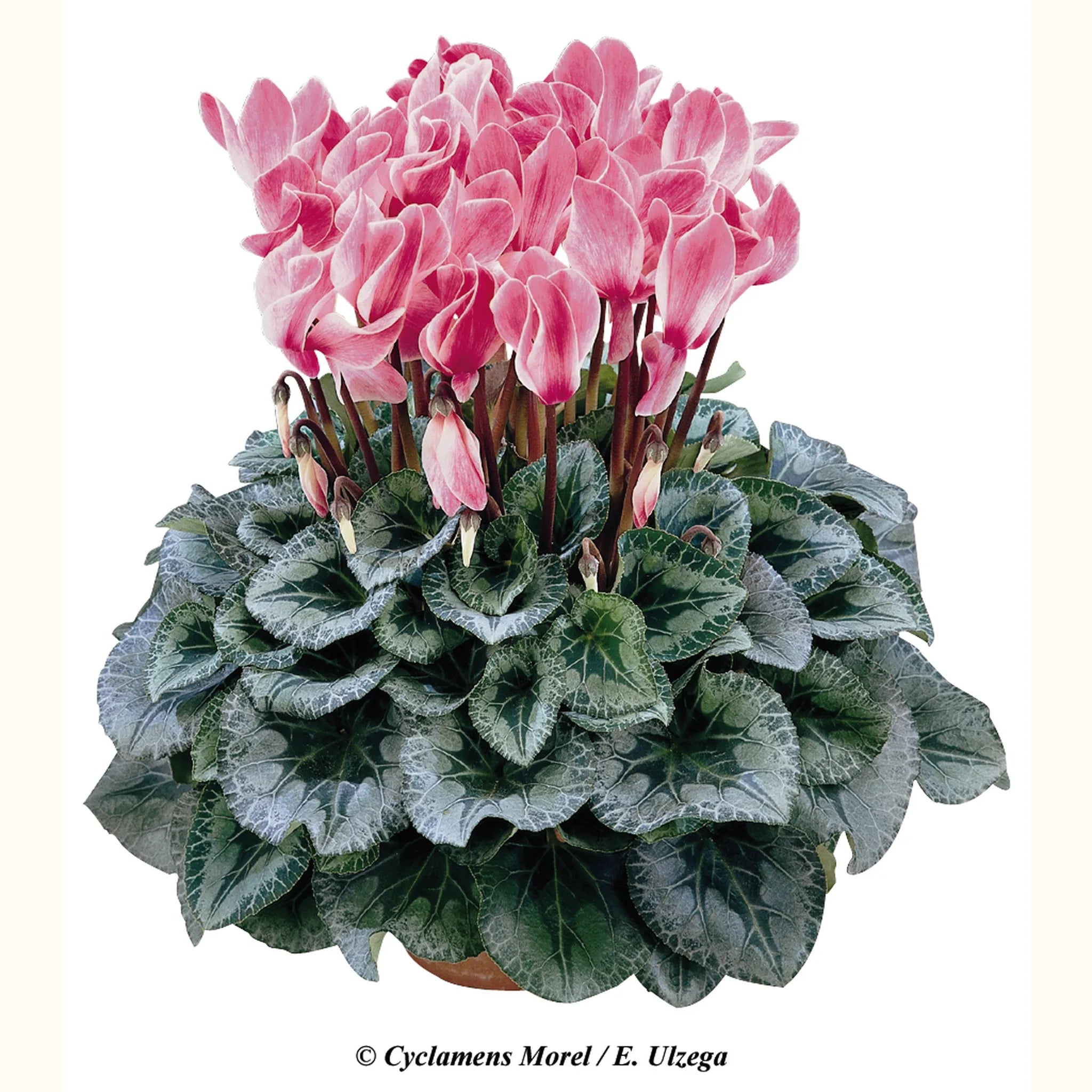 Halios® Flamed silverleaf mix
