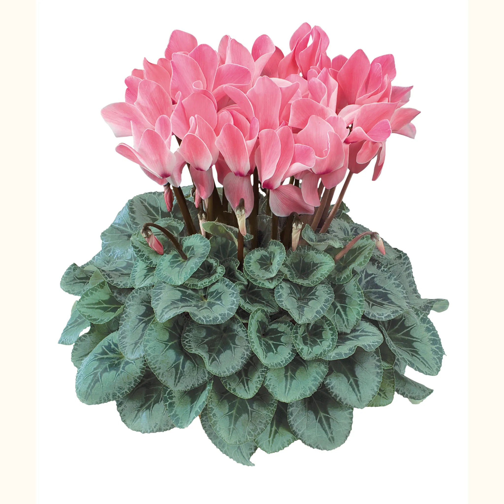 Halios® Flamed silverleaf mix