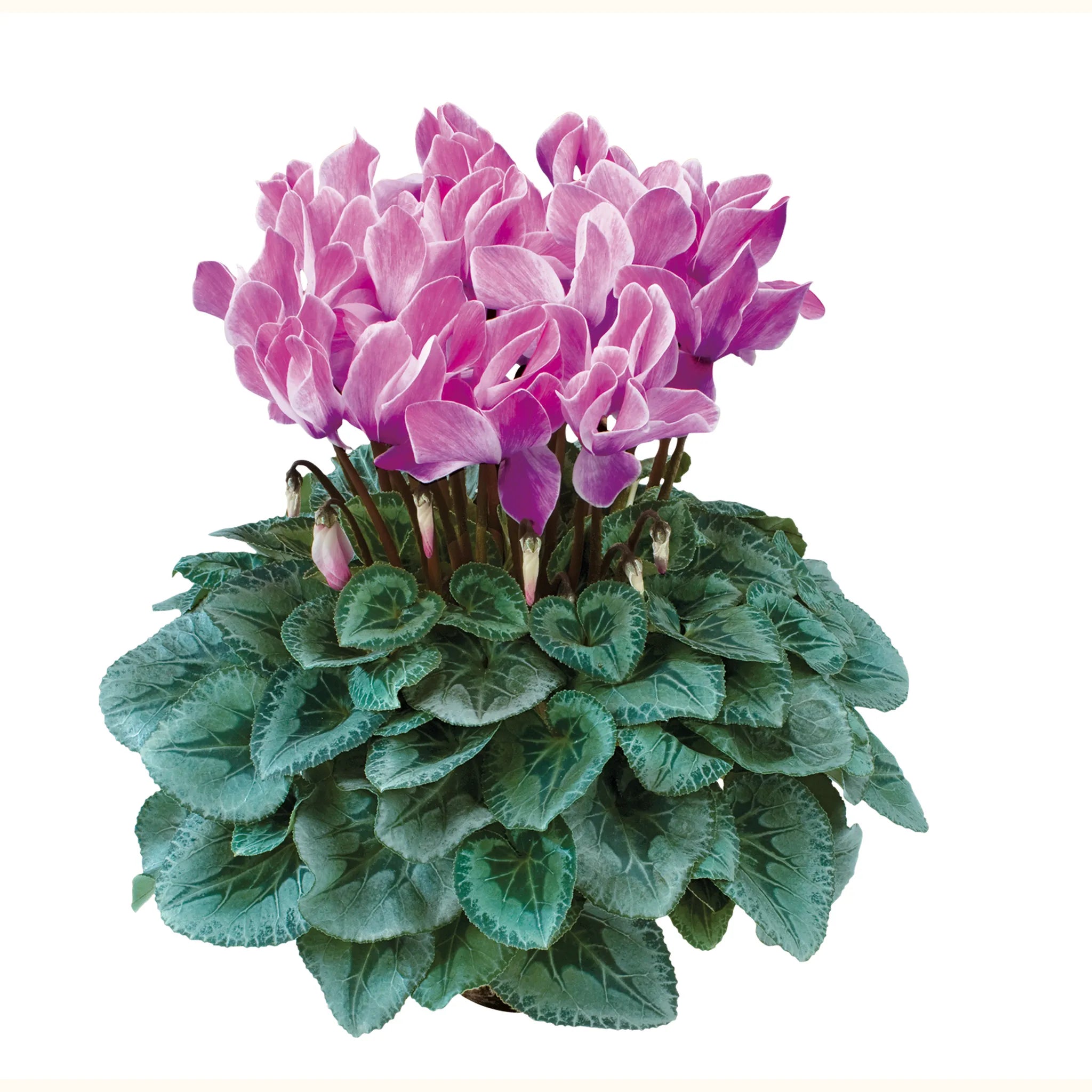 Halios® Flamed silverleaf mix