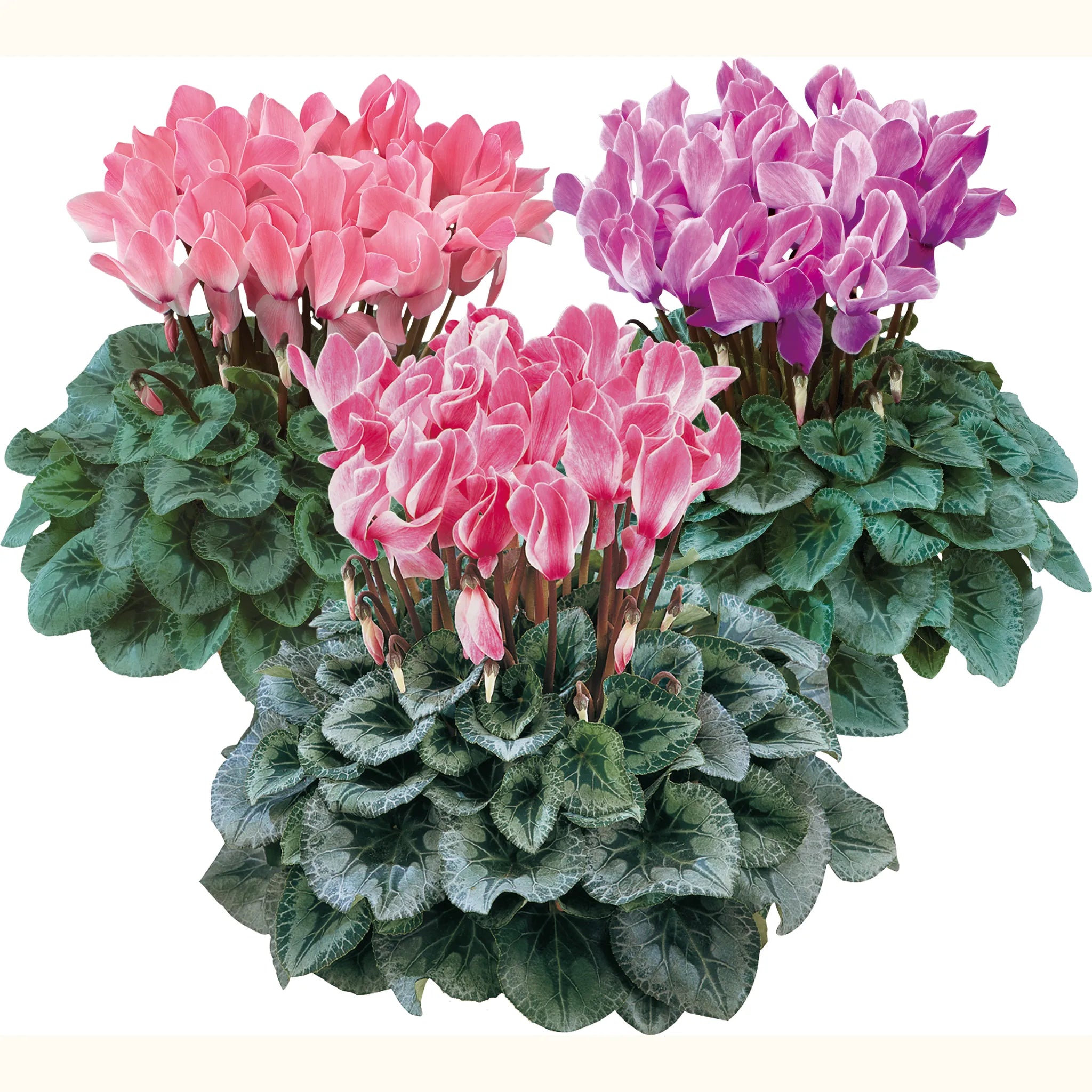 Halios® Flamed silverleaf mix