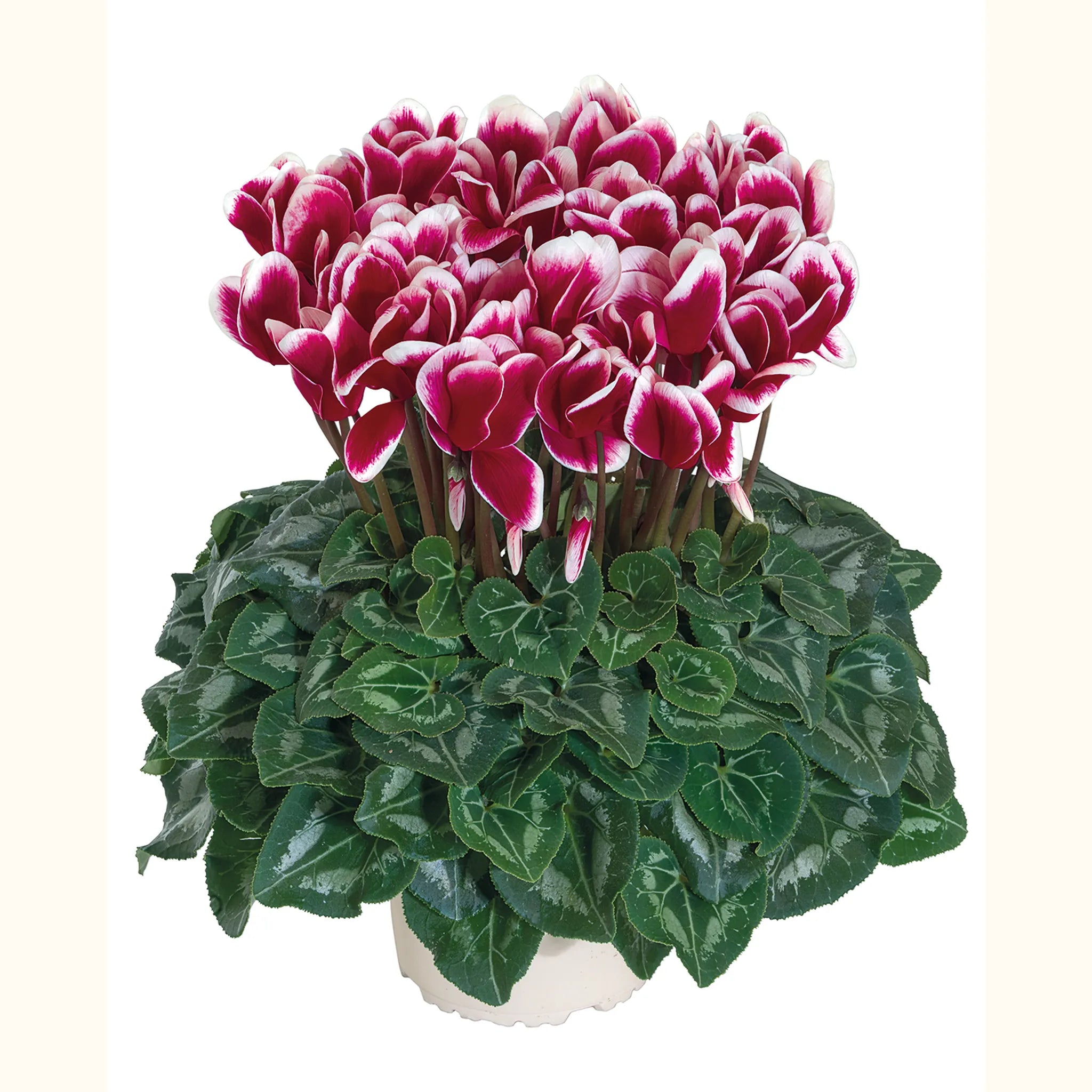 Halios® FANTASIA® Magenta evolution