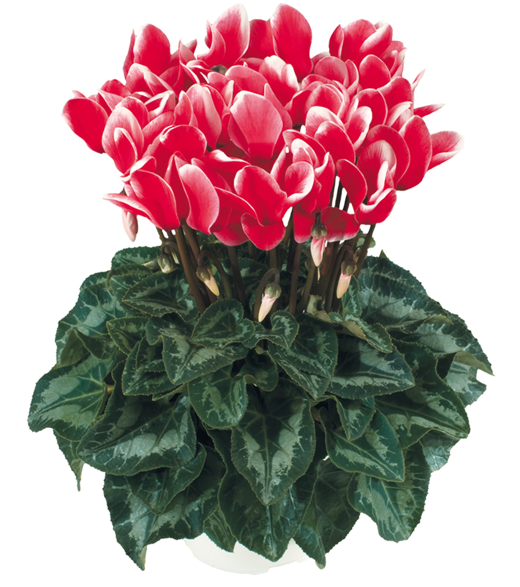 HALIOS® FANTASIA® Red