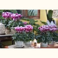 CYCL_2373_img_lstyle_02.jpg