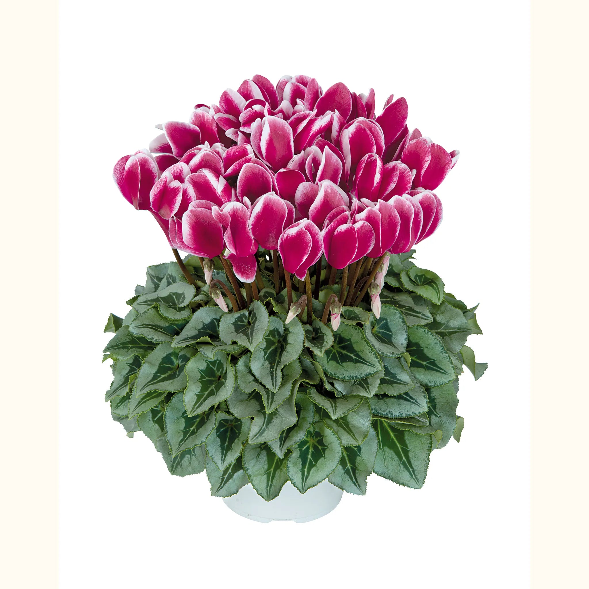 Halios® FANTASIA® Magenta silverleaf