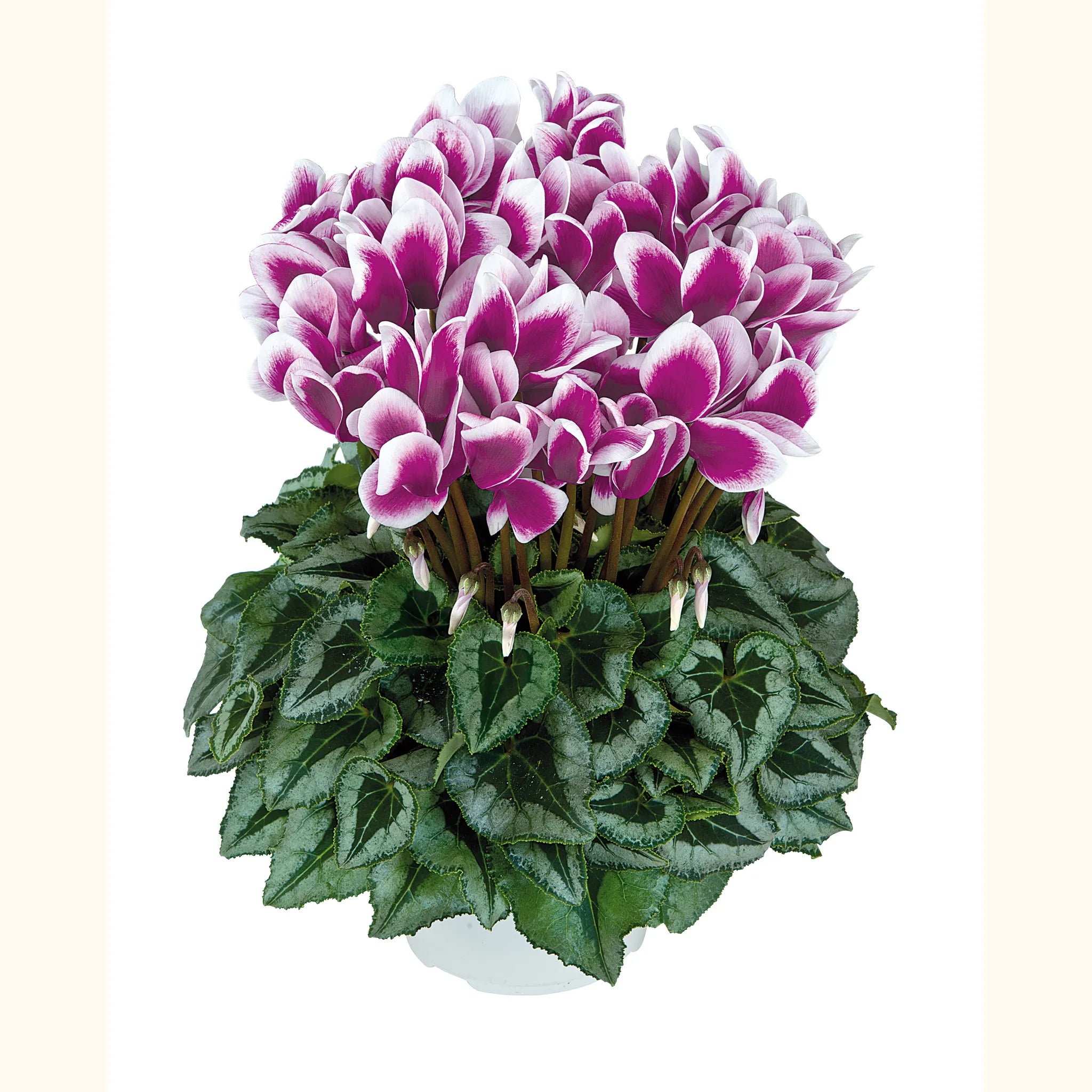 Halios® FANTASIA® Purple silverleaf