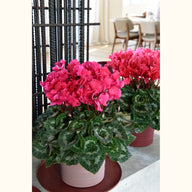 CYCL_2430_img_lstyle_02.JPG