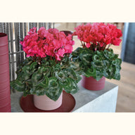 CYCL_2430_img_lstyle_03.png