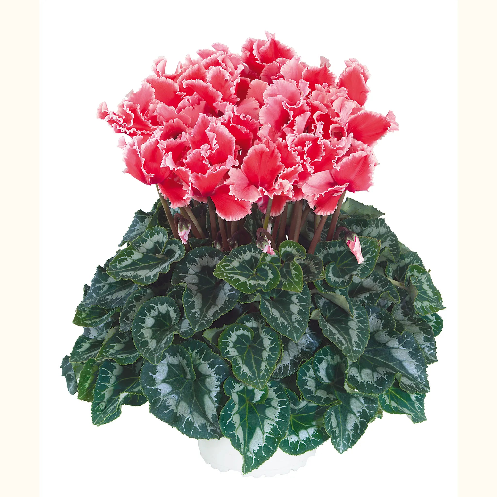 Halios® CURLY® LITCHI® Saumon