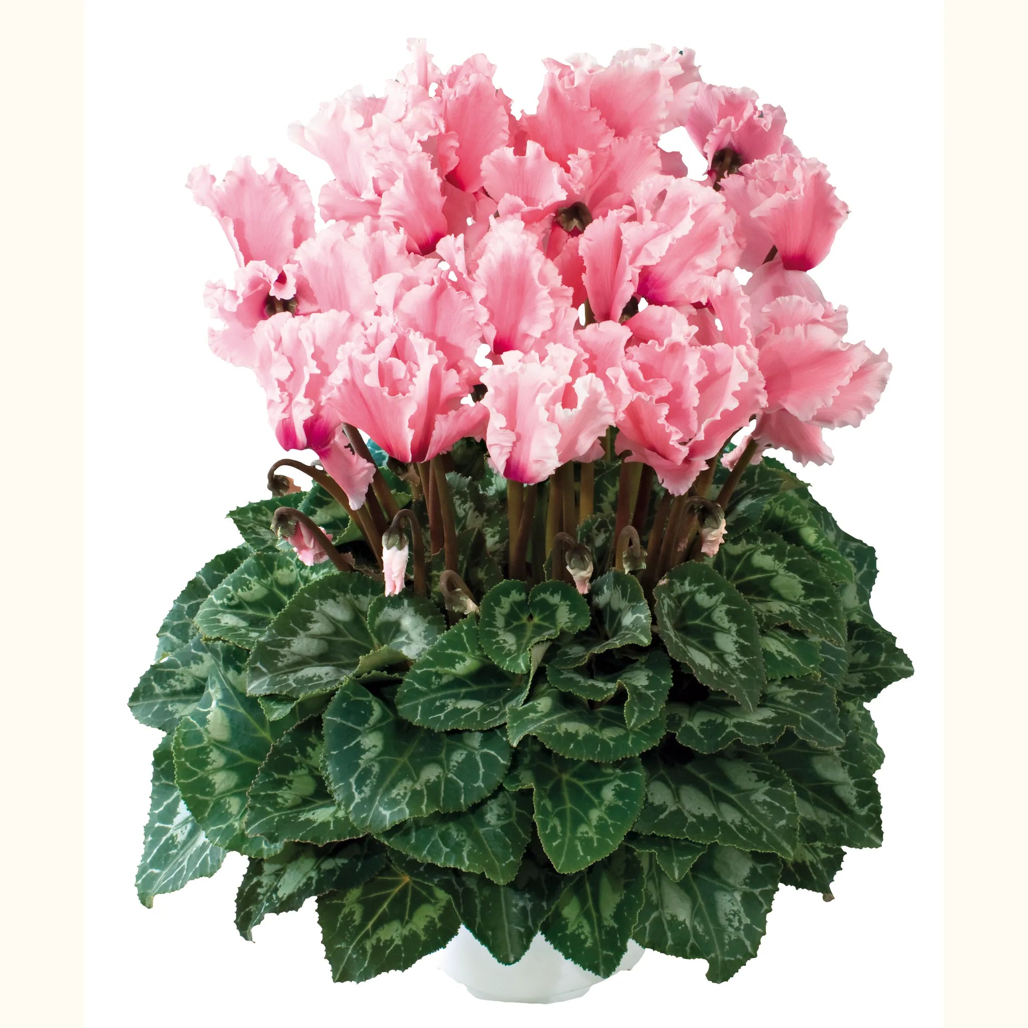 Halios® CURLY® Salmon rose & Flamed