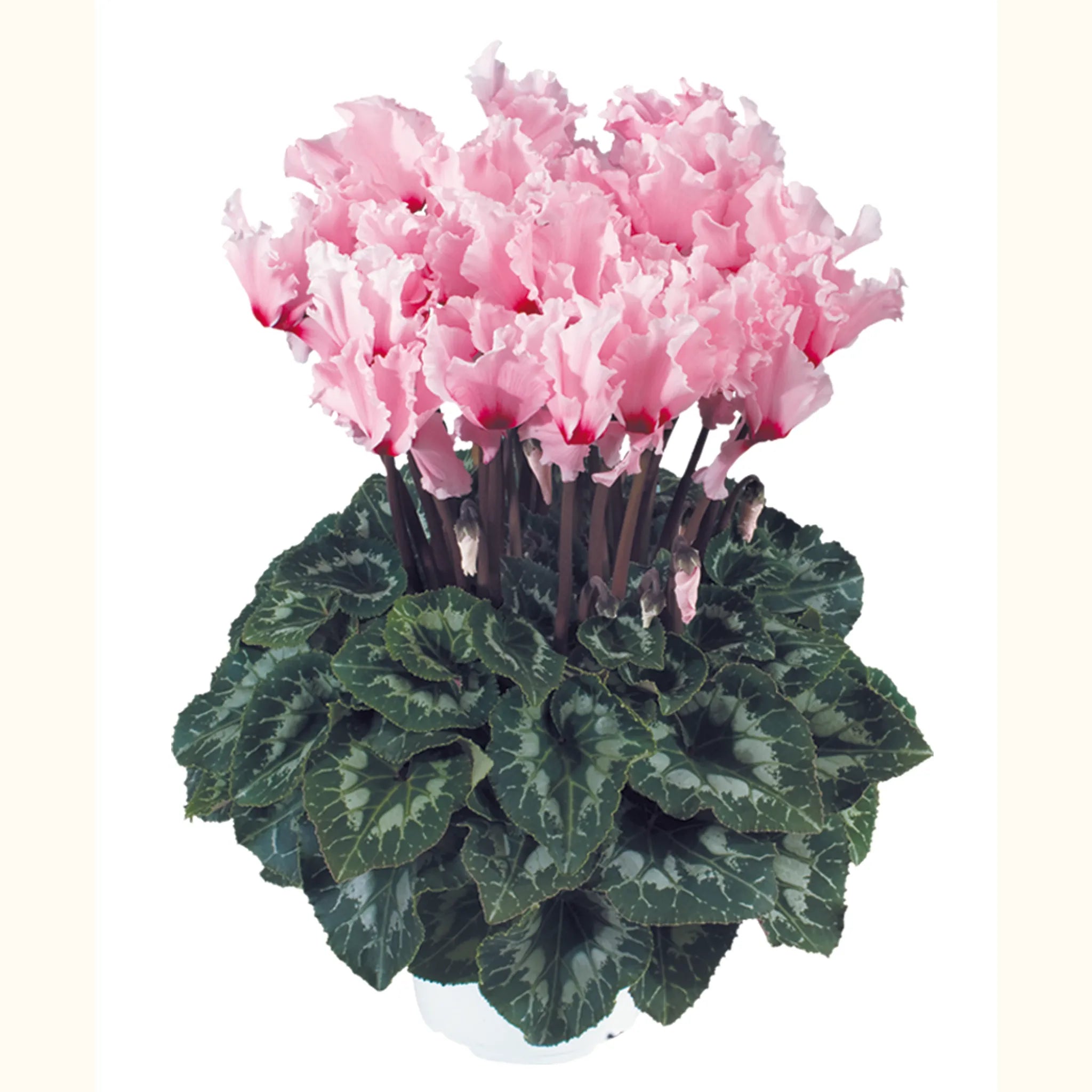 Halios® CURLY® Light pink with red eye