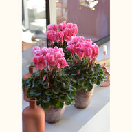CYCL_2465_img_lstyle_01.jpg