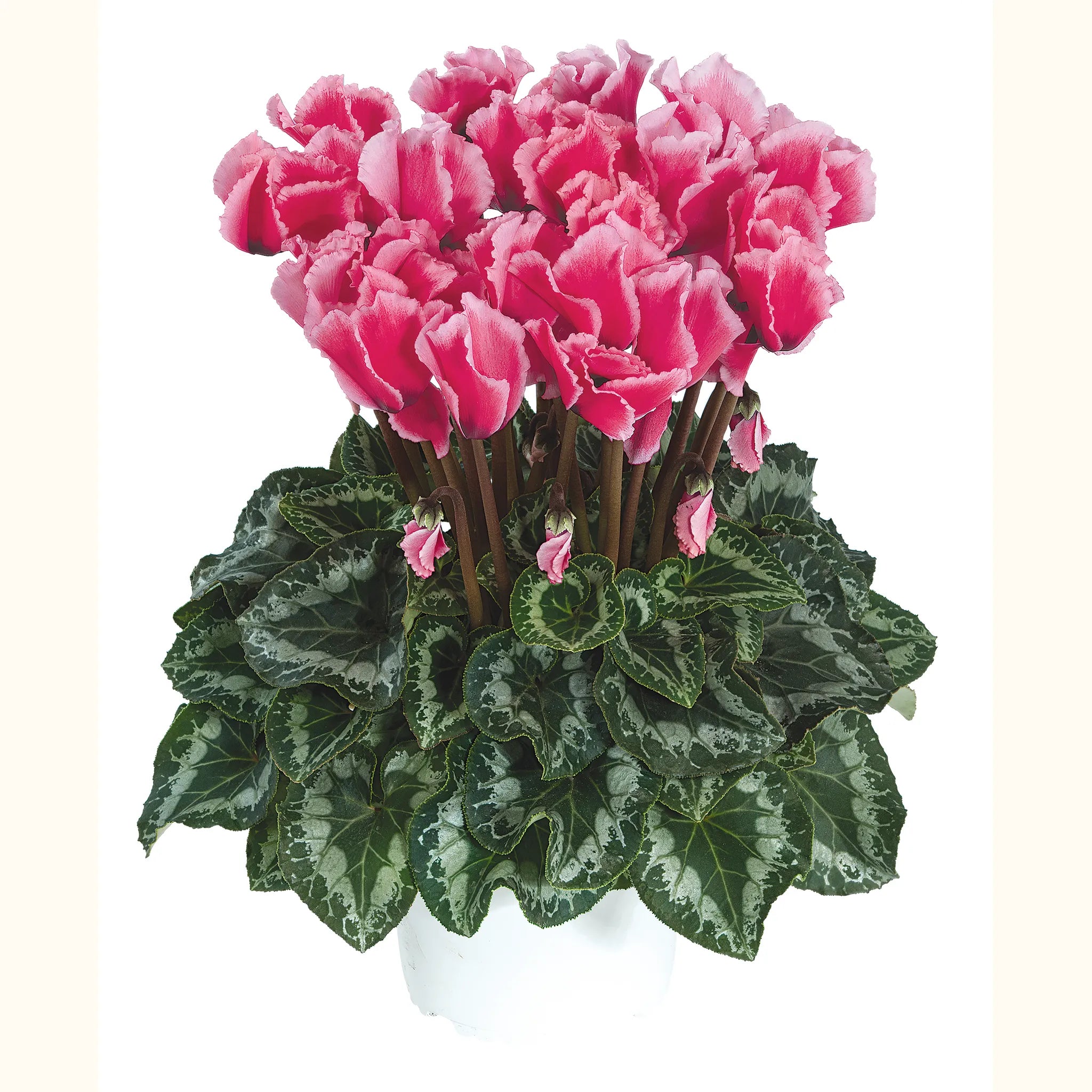 Halios® CURLY® LITCHI® Rose