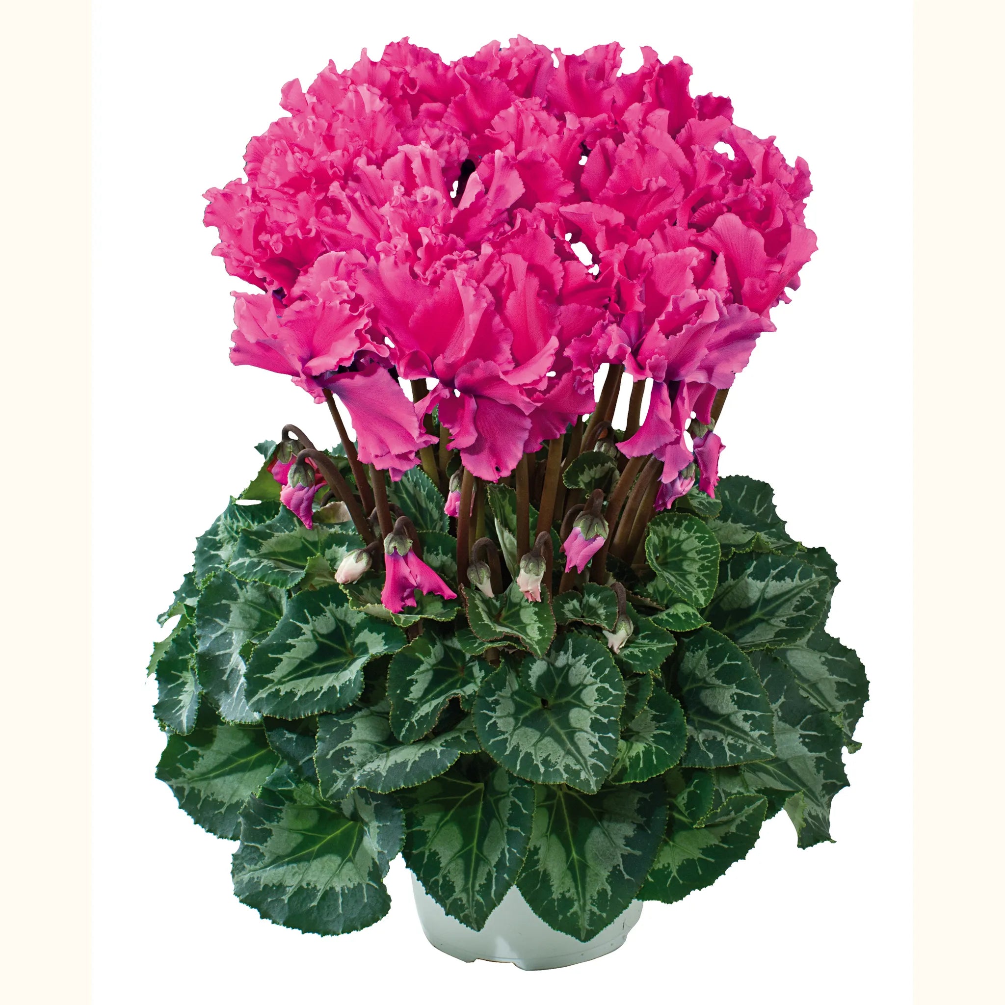 Halios® CURLY® Deep rose