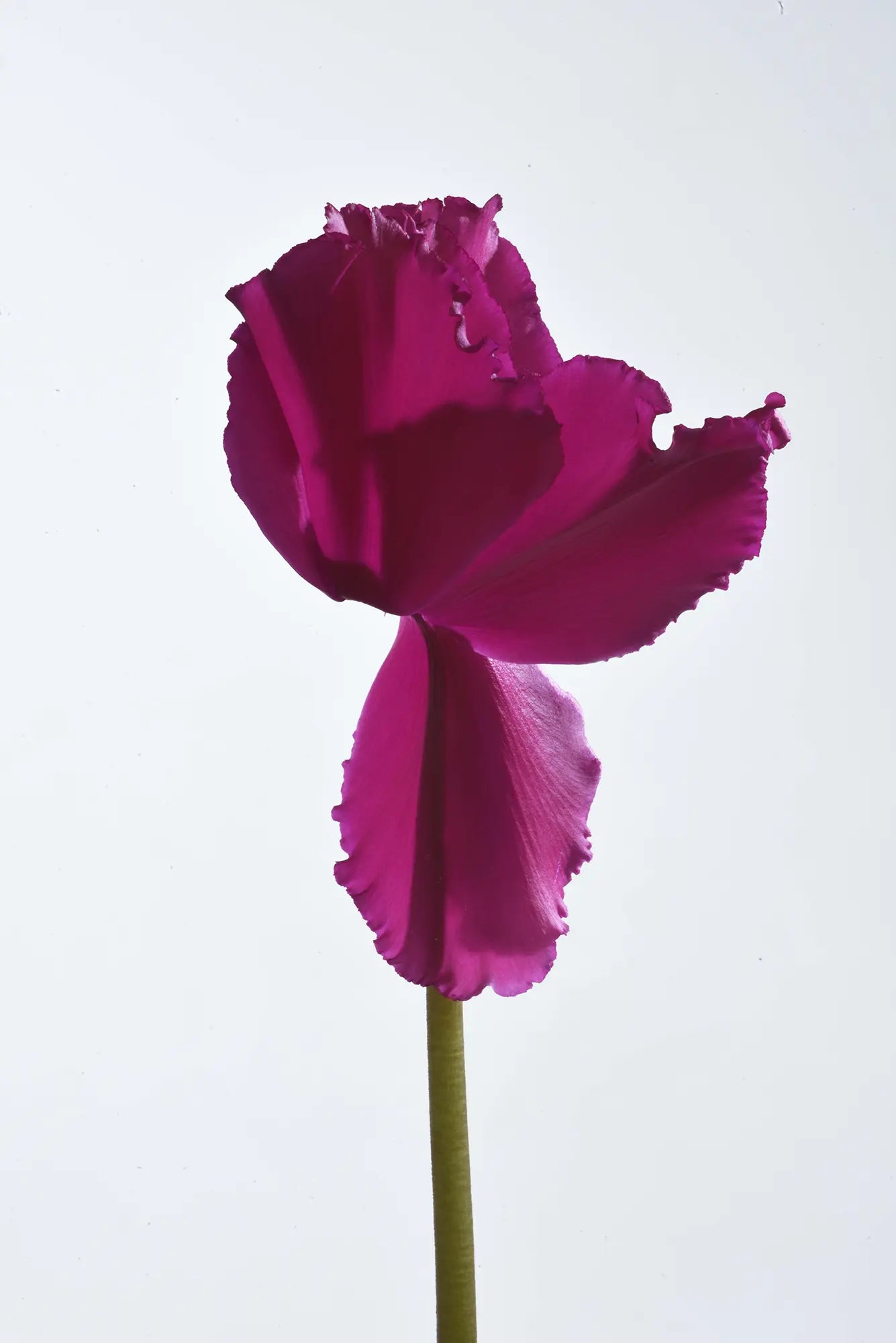 HALIOS® Curly® Bright purple