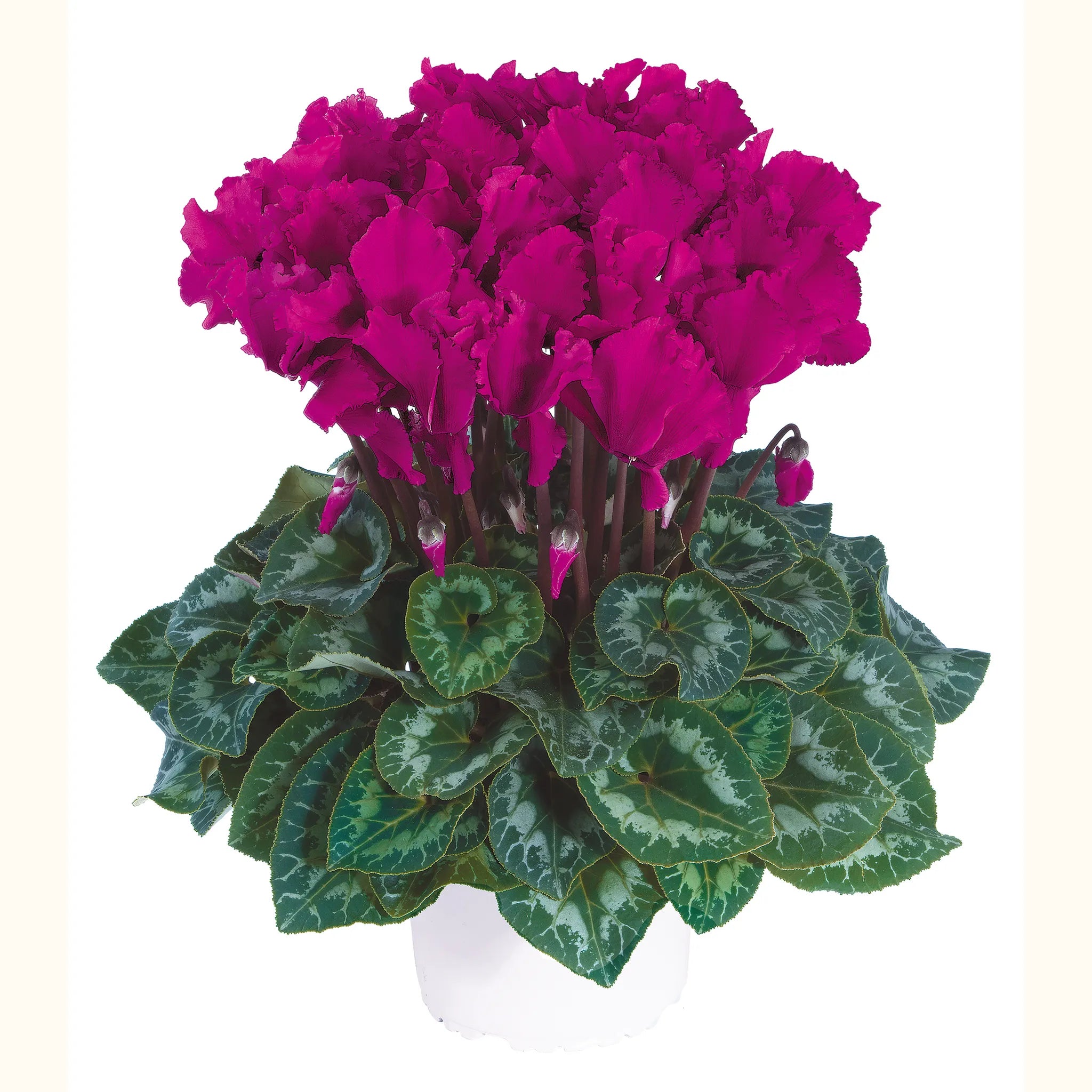 Halios® CURLY® Bright purple