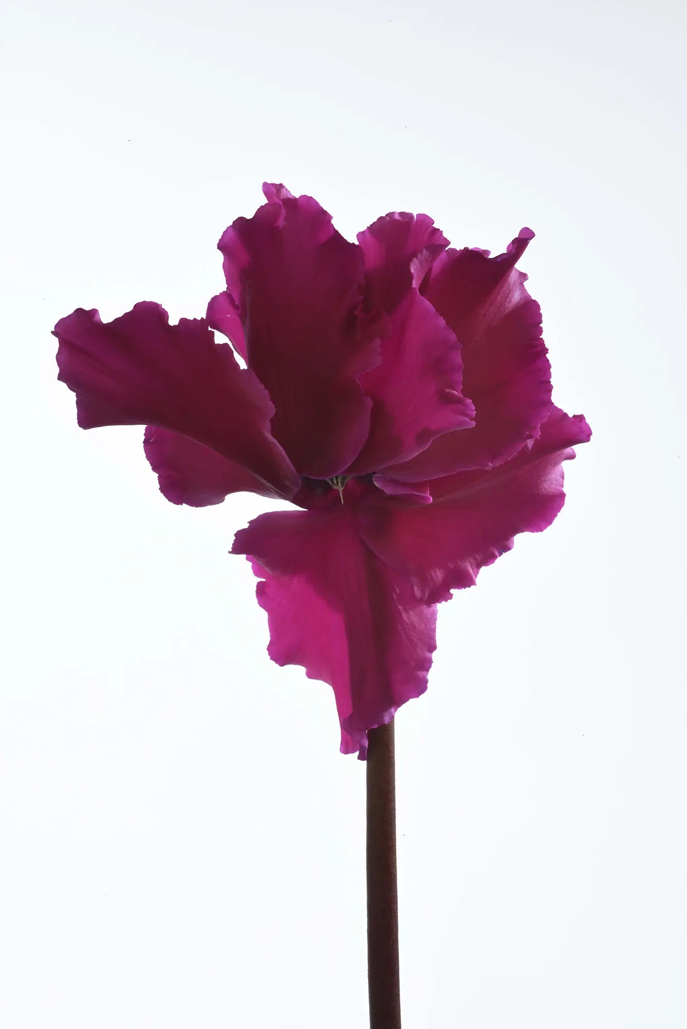 HALIOS® Curly® Purple