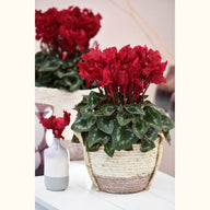 CYCL_2505_img_lstyle_02.JPG