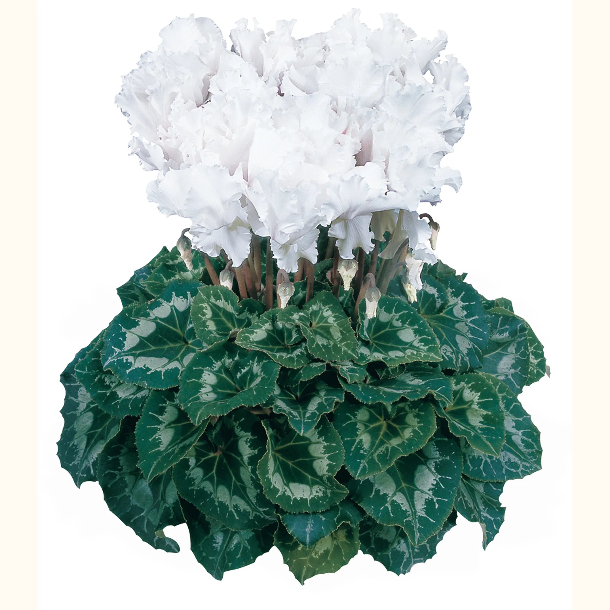 Halios® CURLY® White