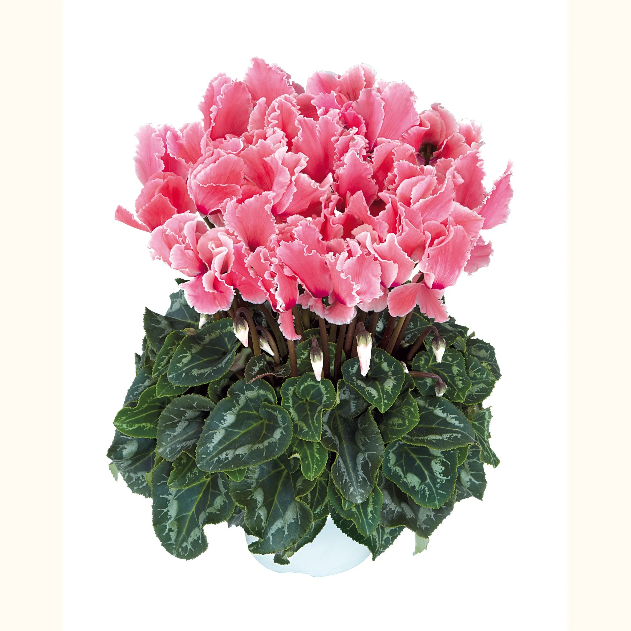 Halios® CURLY® Flamed mix