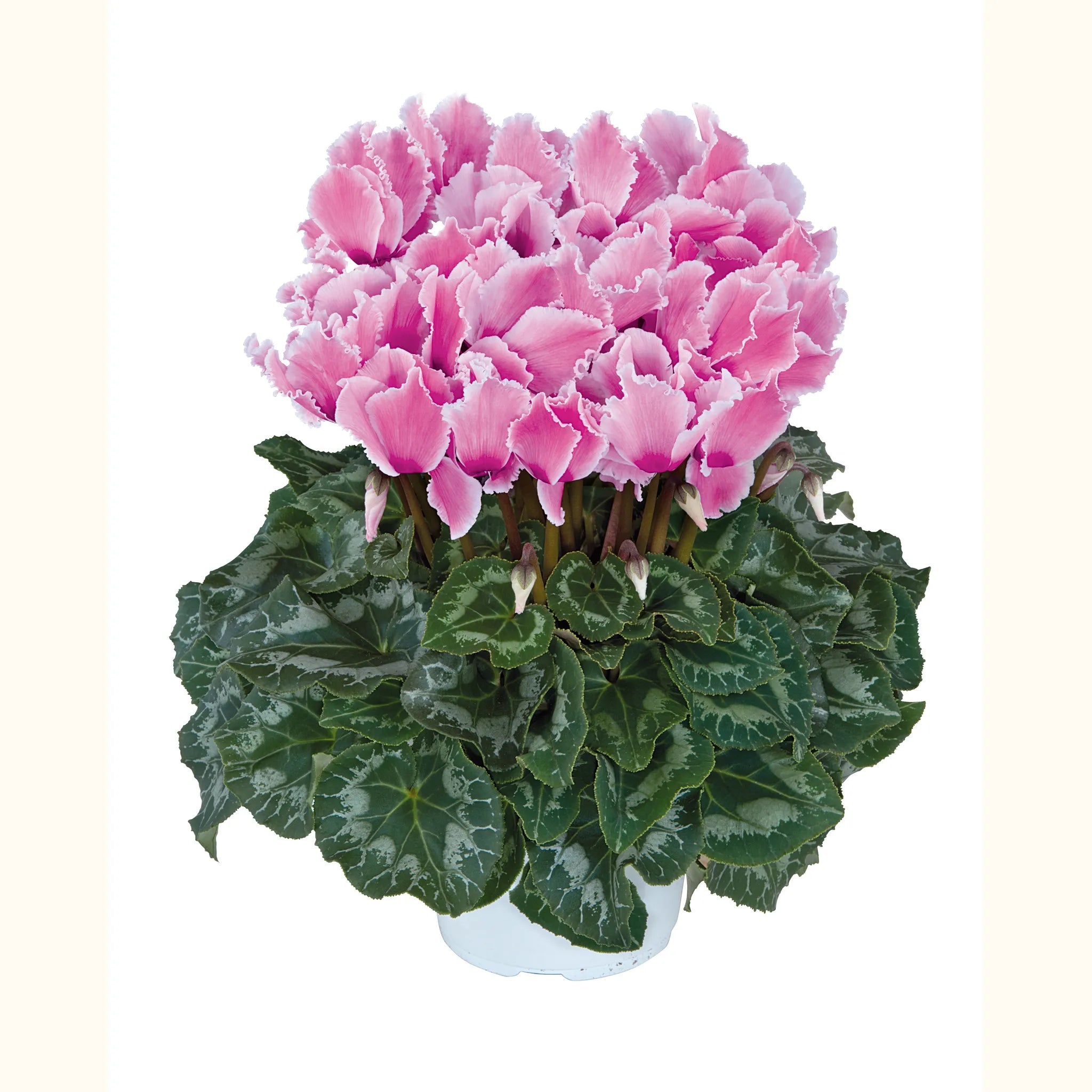 Halios® CURLY® Flamed mix