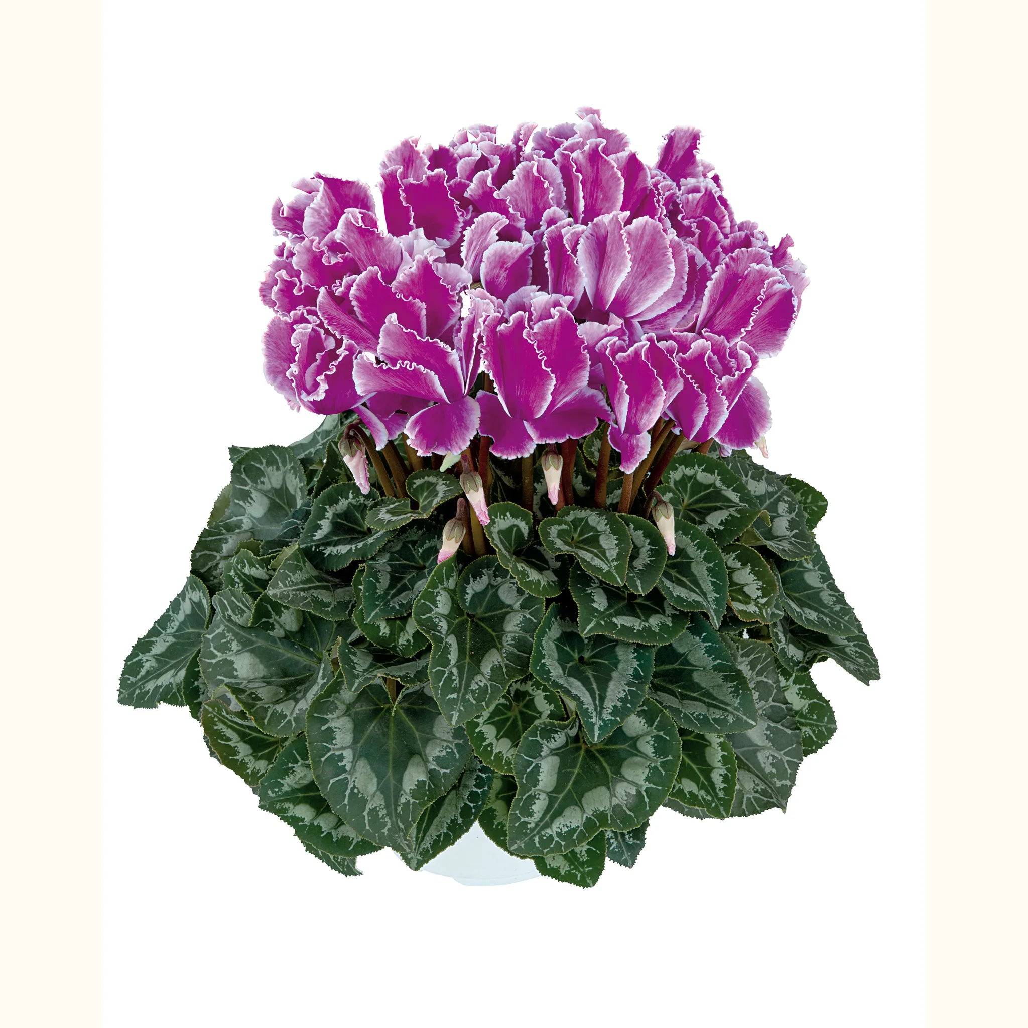 Halios® CURLY® Flamed mix